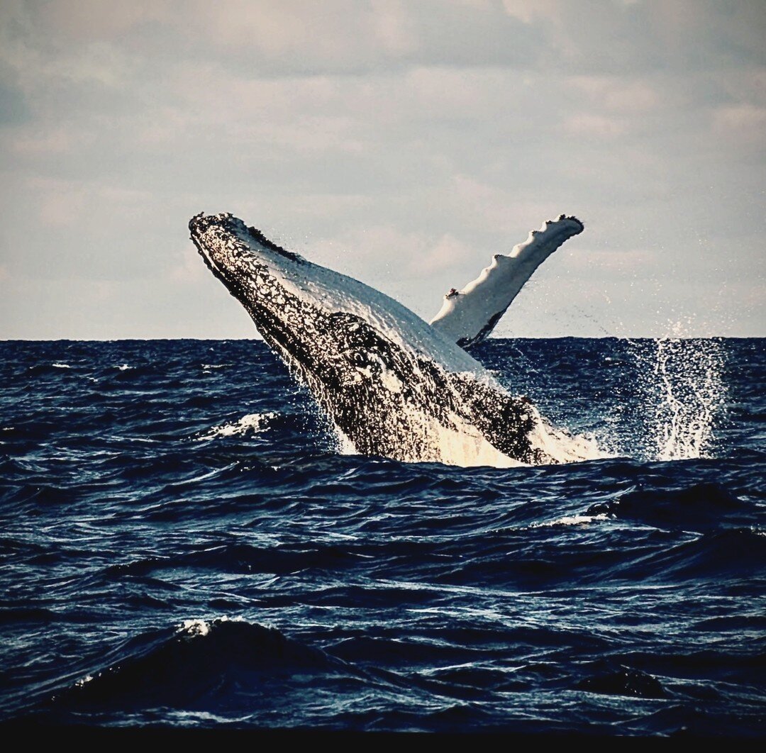 Northern migration is now well underway for the Humpback Whale, heading north to warmer tropical waters for breeding and calving over winter.⁠
⁠
We look forward to Spring, when they again grace our coastlines, journeying south to feed.⁠
⁠
It is such 