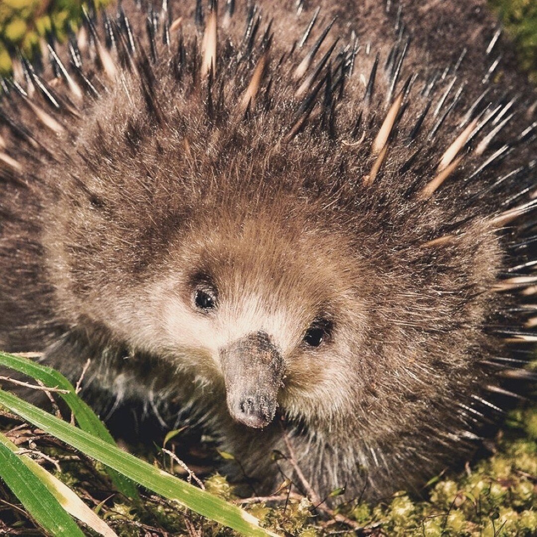 Tassie echidnas - furrier than their mainland Australia cousins to keep cosy during the cool Tasmanian winters 💚⁠
⁠
⁠
⁠
⁠
📷@ingooeland - we love your work!⁠
⁠