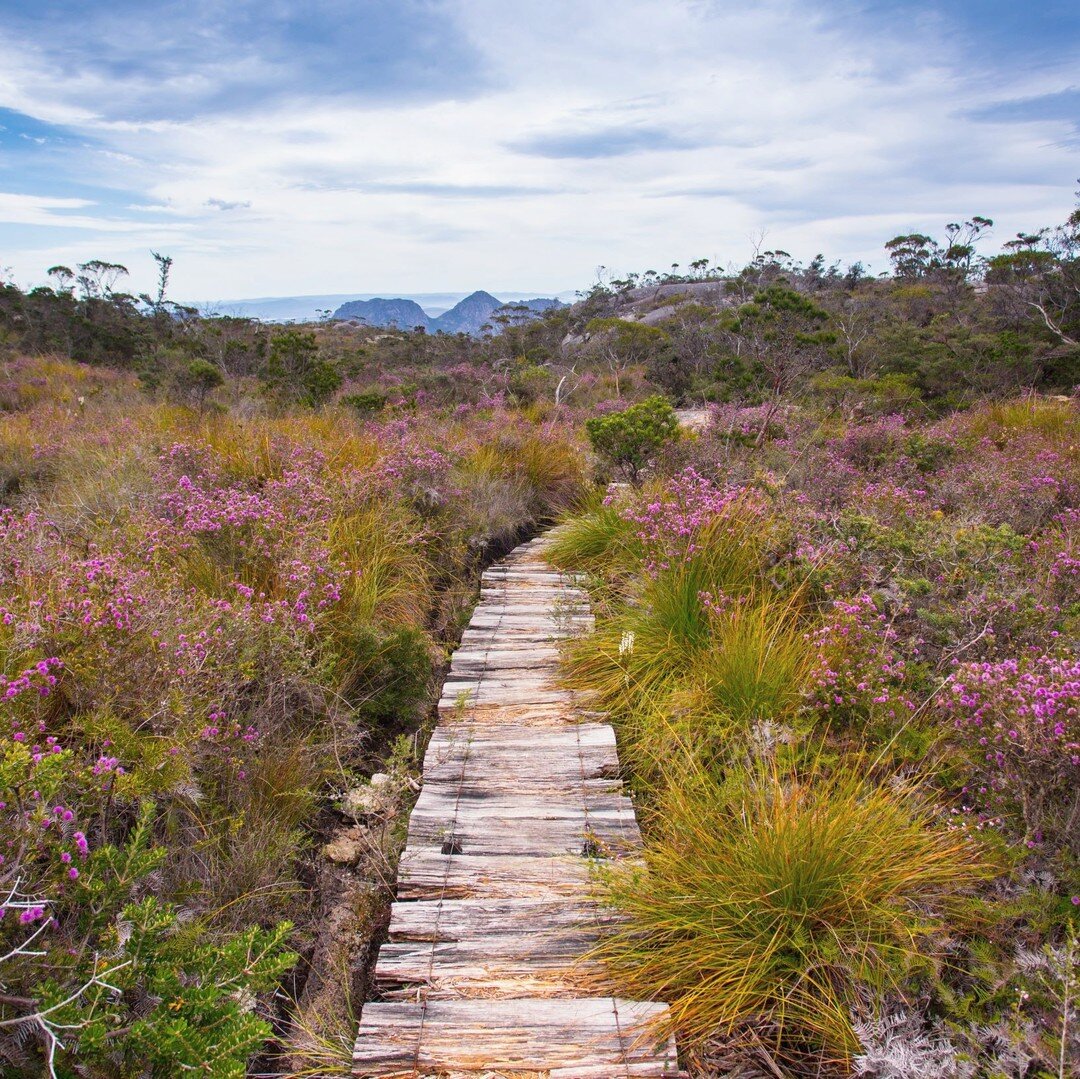 Corridors of wild blooms await 🌺⁠
⁠
⁠
The Mt Graham track in Spring, a truly spectacular experience!⁠
⁠
⁠
⁠
#freycinetexperiencewalk  #tassiestyle  #freycinetnationalpark  #unplug  #backtonature  #wildflowers  #naturelover