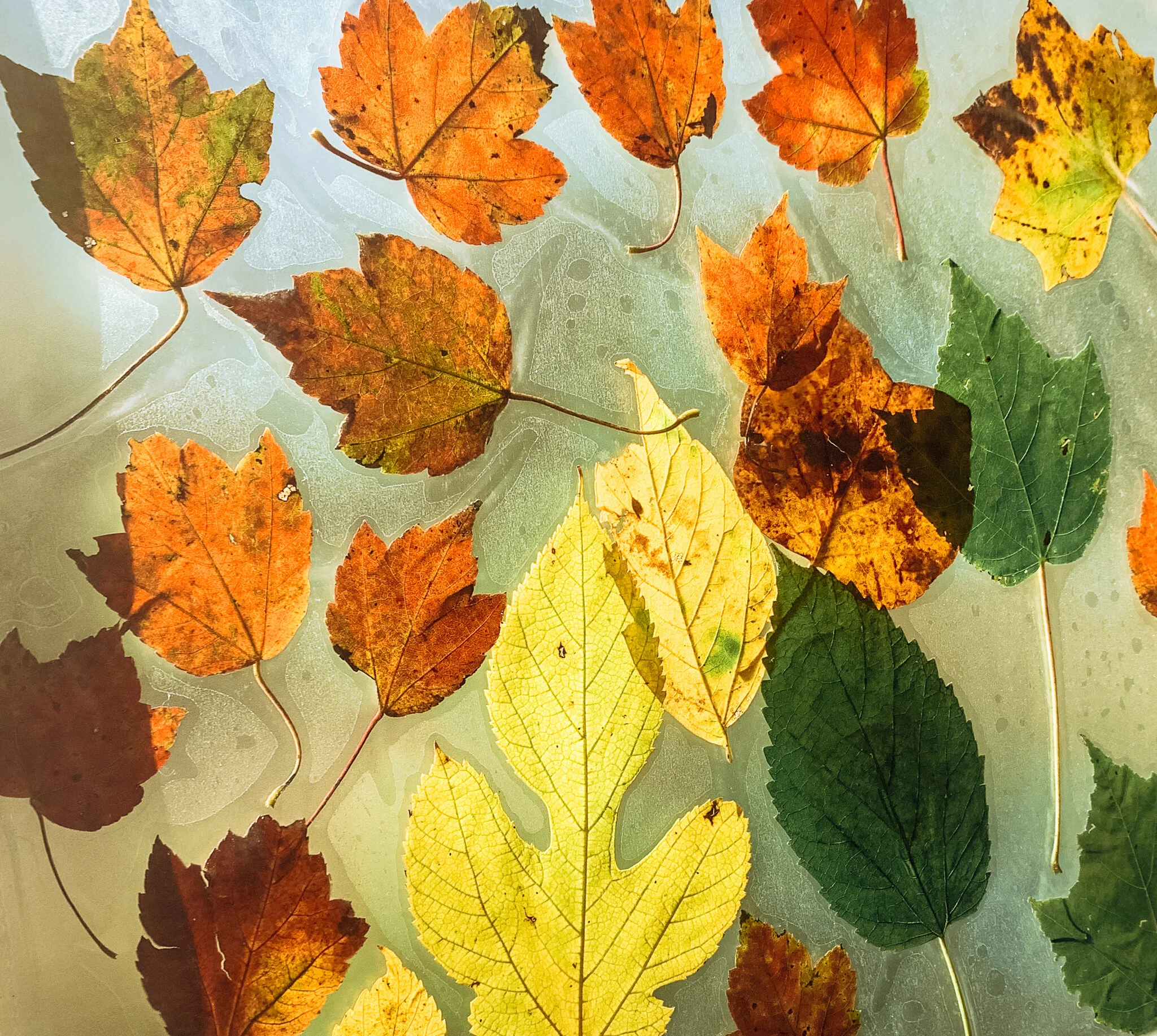 Fall leaf sun catcher craft for kids with hand-painted watercolor leaf printable by Liza Dora Books