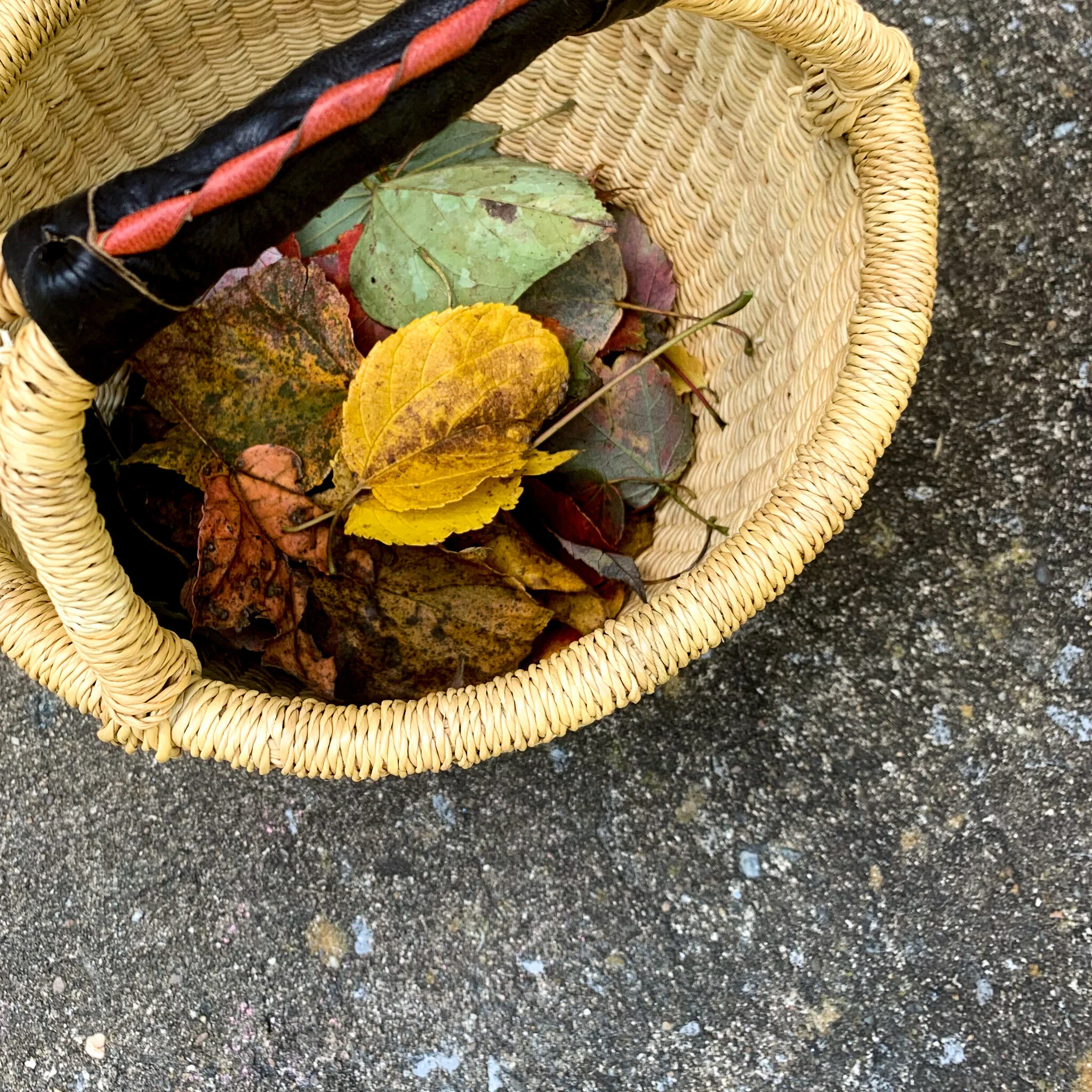 Autumn leaf sun catcher made with tissue paper preschool craft activity