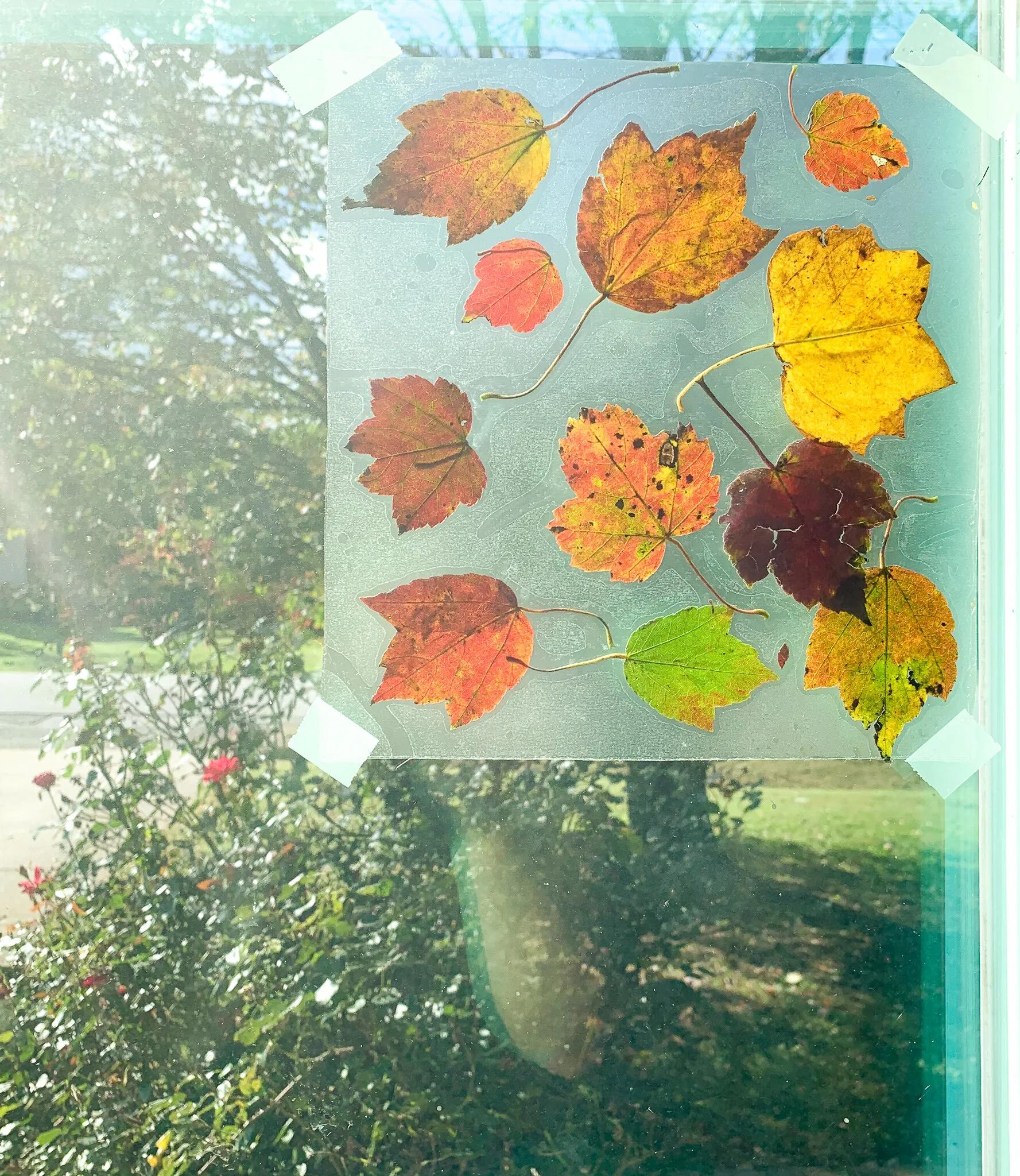 Craft supplies for fall leaf sun catcher including contact paper and tissue paper