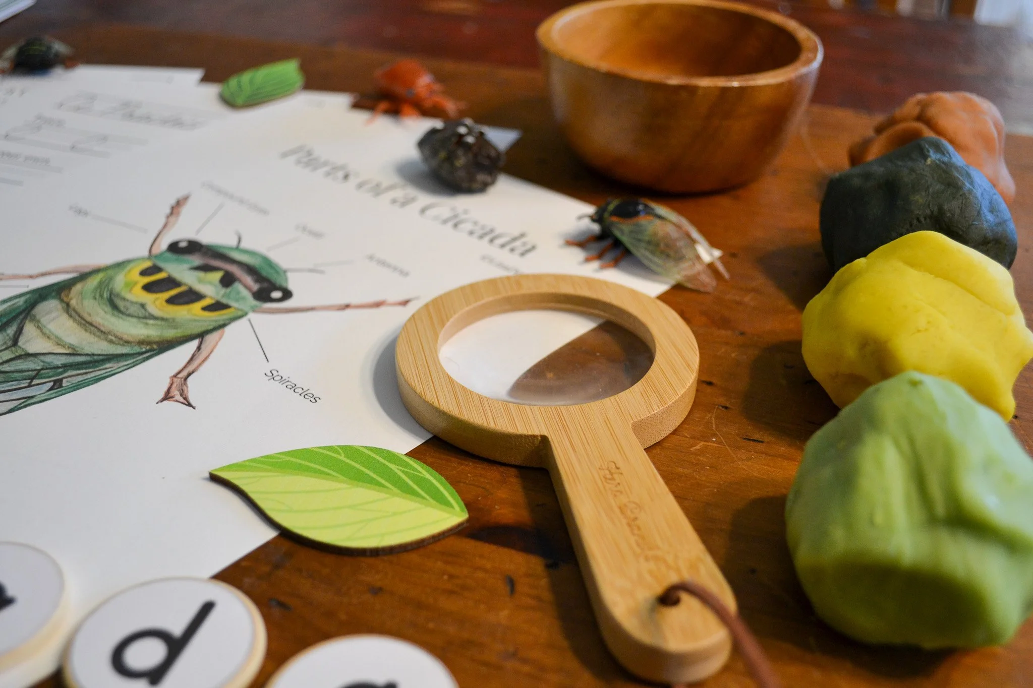 Cicada Unit Study: Hands-On Science, Art, and STEM for Ages 4–10
