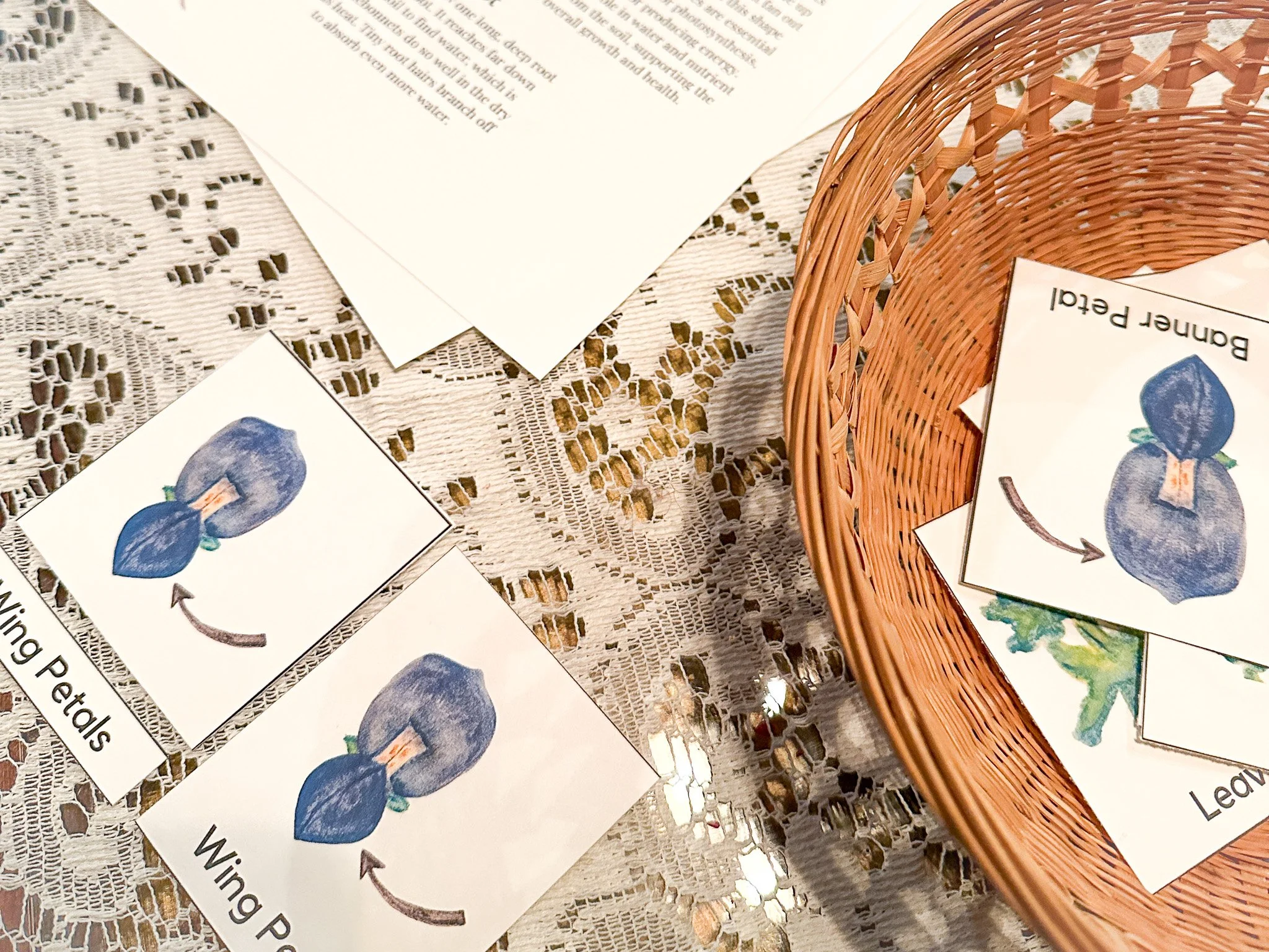 Parts of a Texas Bluebonnet: A Complete Guide to Bluebonnet Anatomy