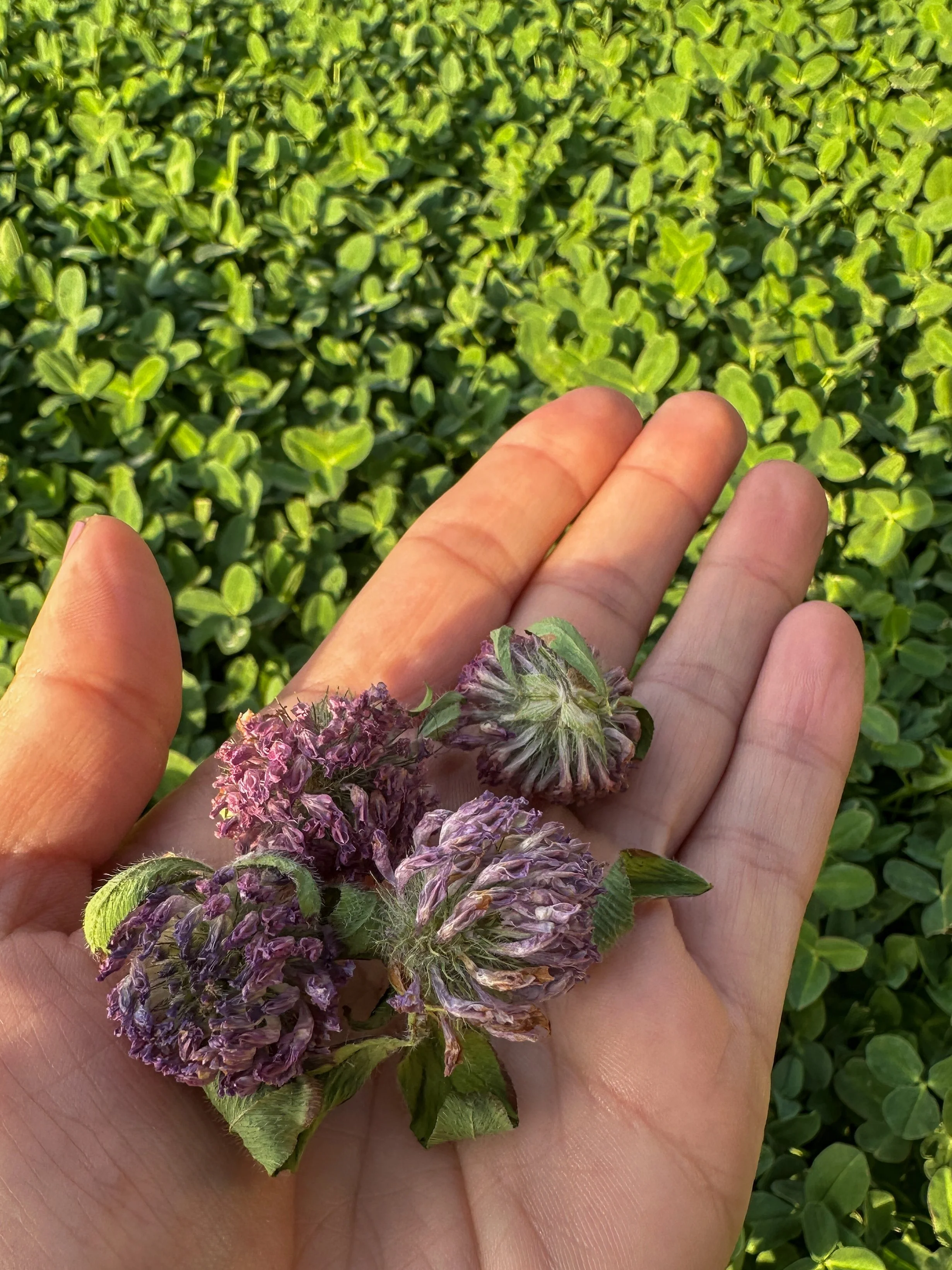 Our Clover Lawn: A Simple Way to Help Pollinators (And Make Your Yard Easier to Care For)