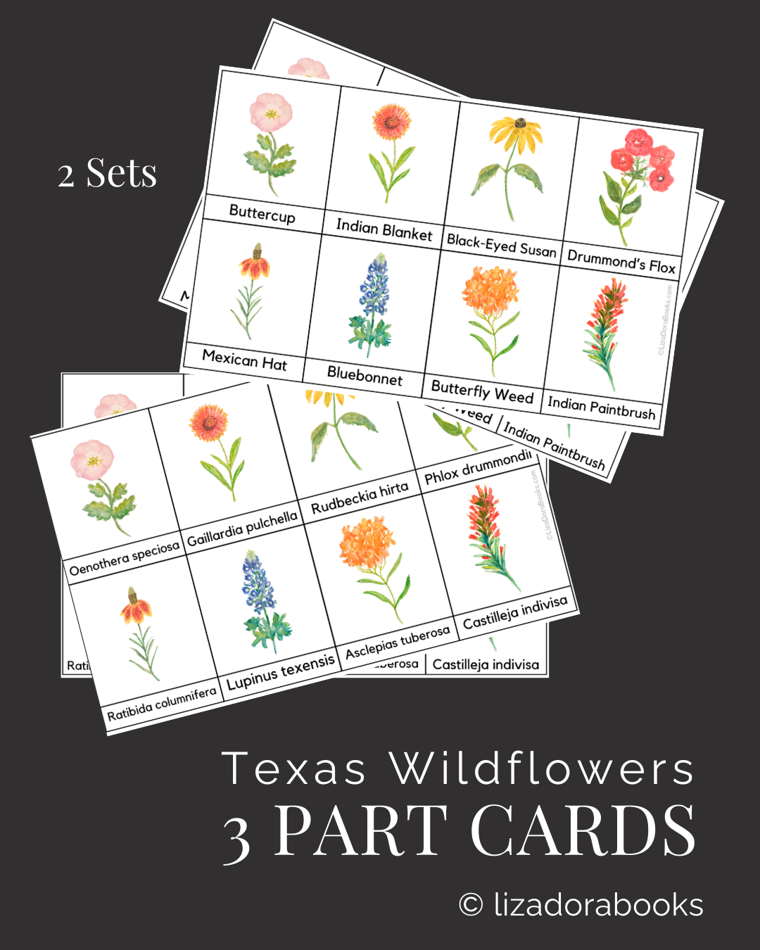 Texas Wildflower 3 Part Card Image.png