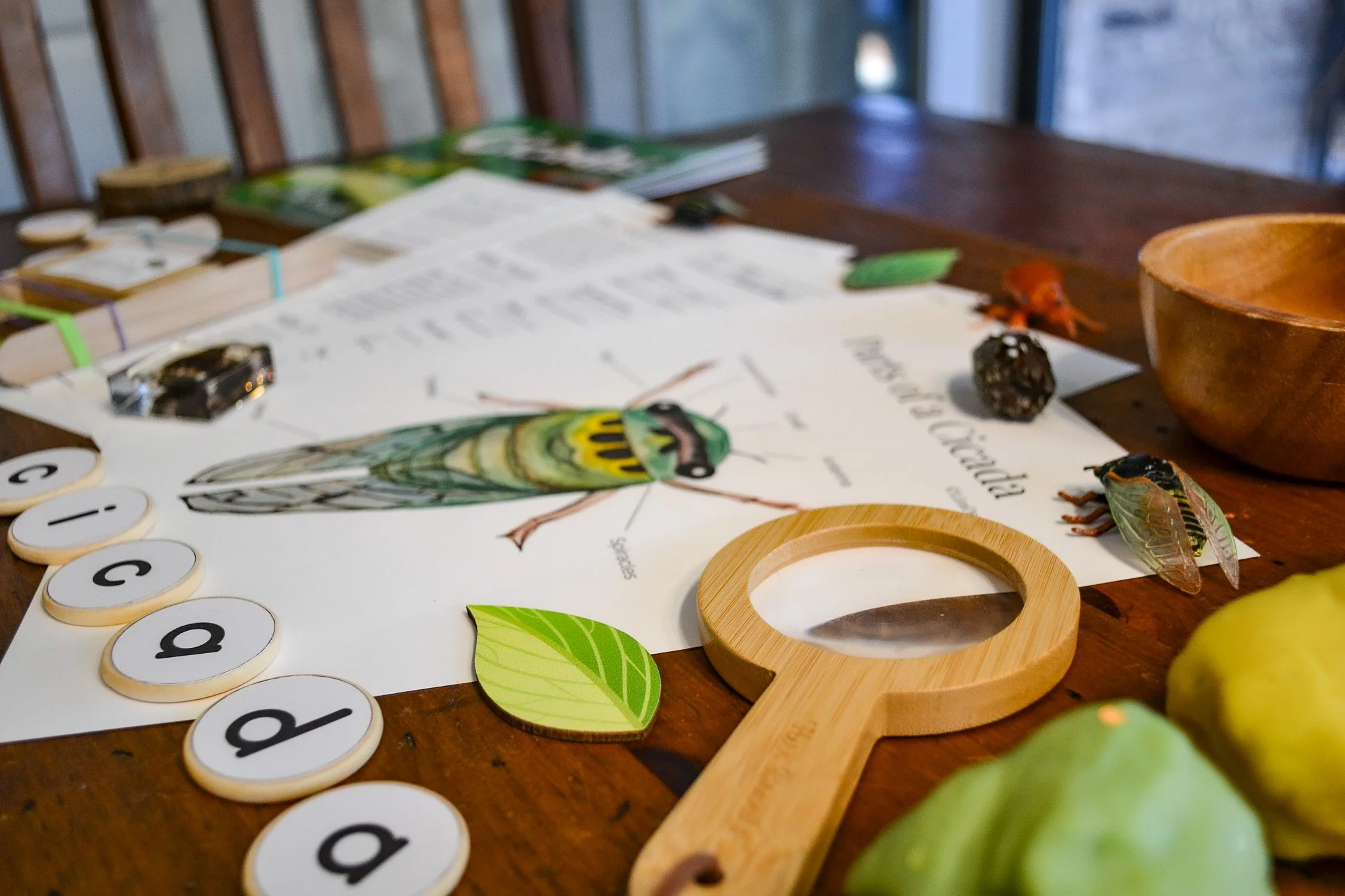 🦟 Cicada Unit Study