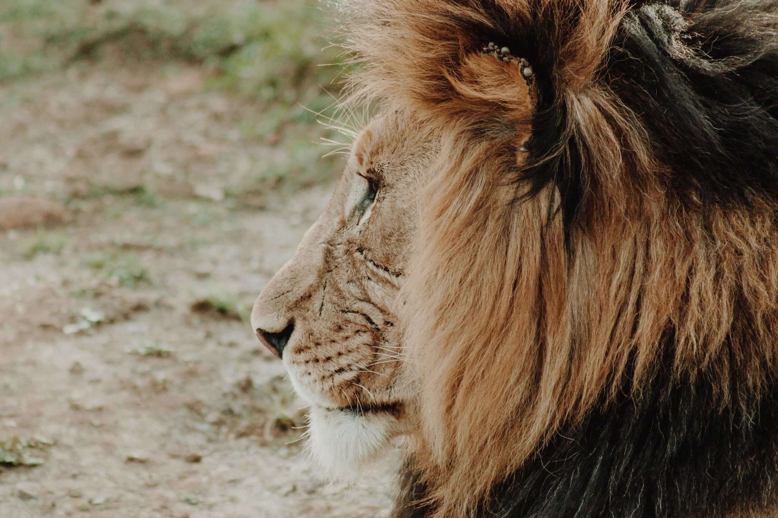 Africa