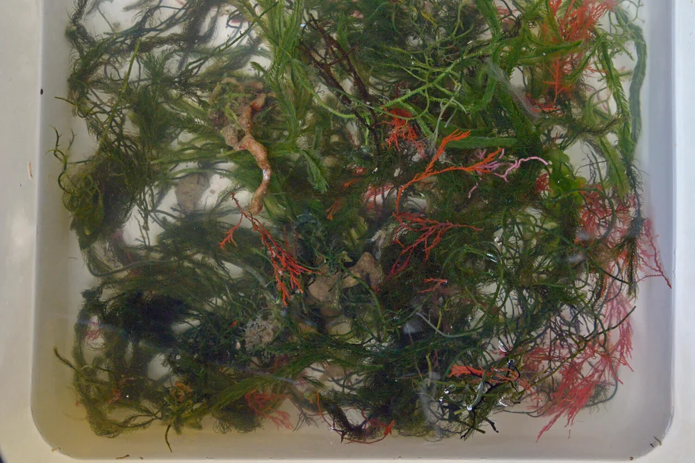 Catherine Stringer Artist — Seaweed papermaking