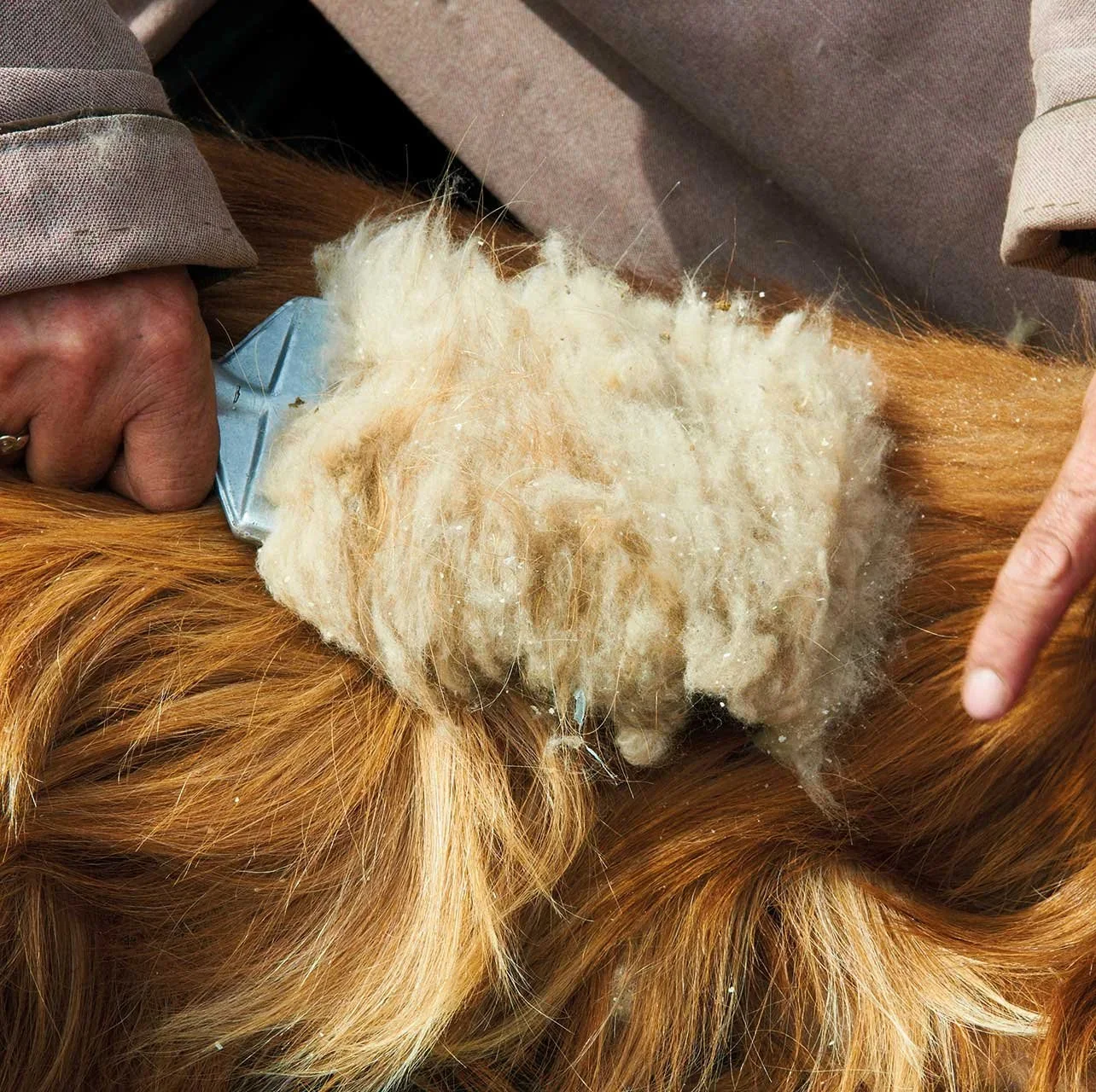 Hands holding raw fine fiber