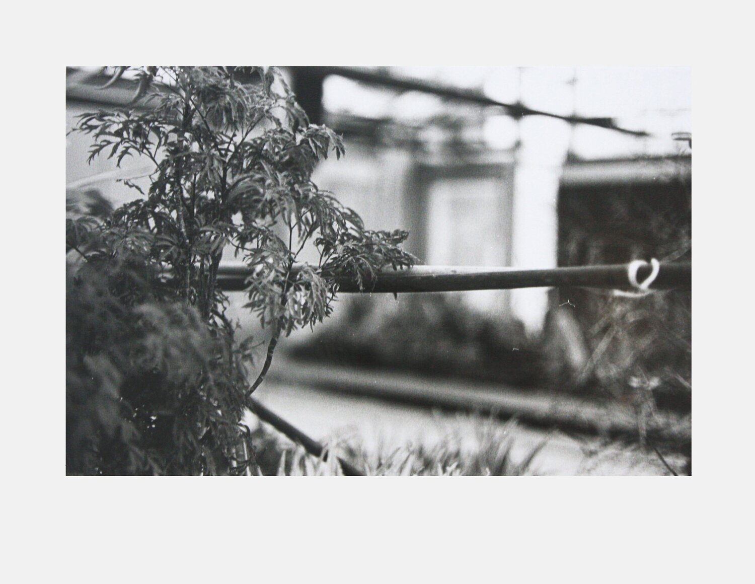 2018, Gelatin silver print