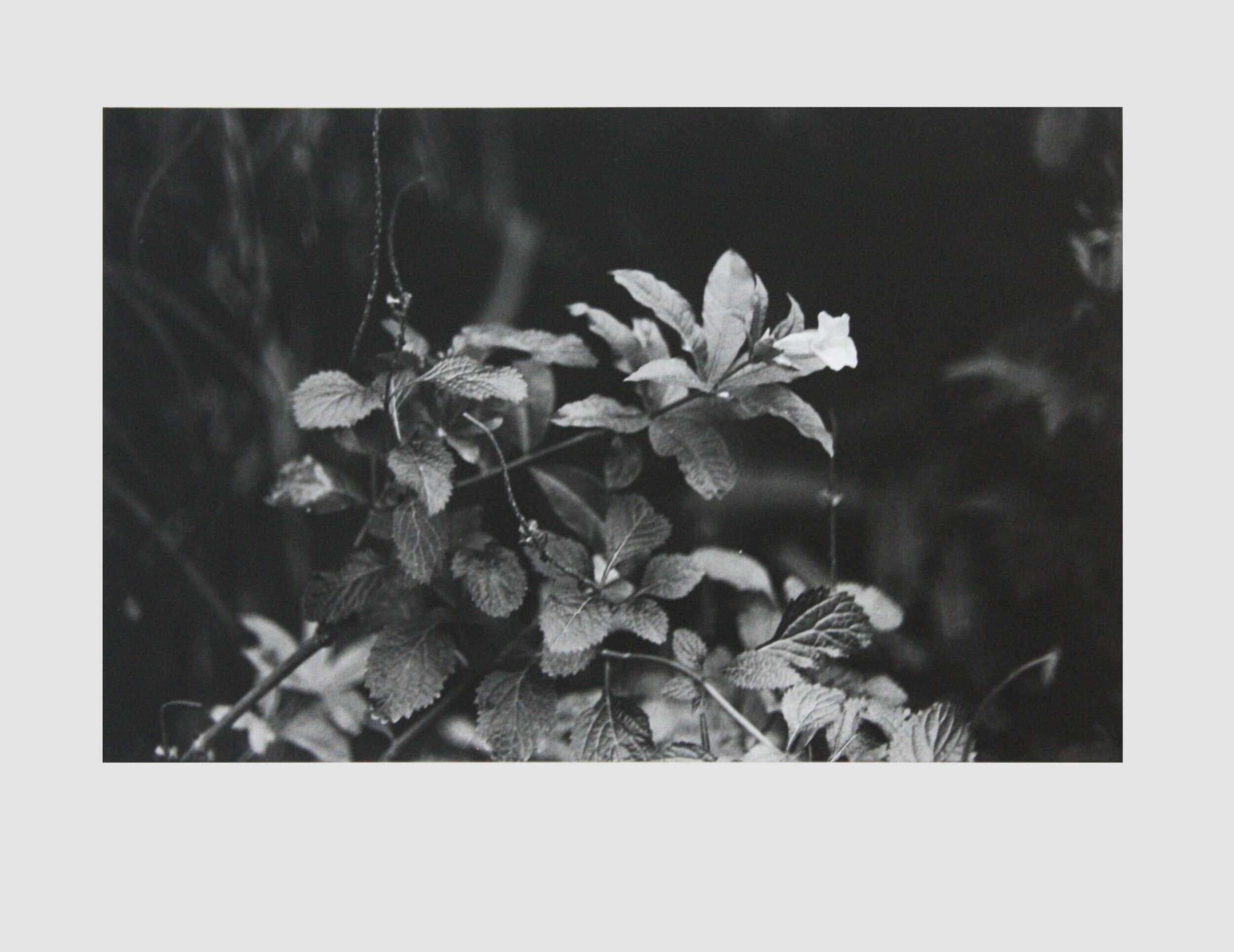 2018, Gelatin silver print