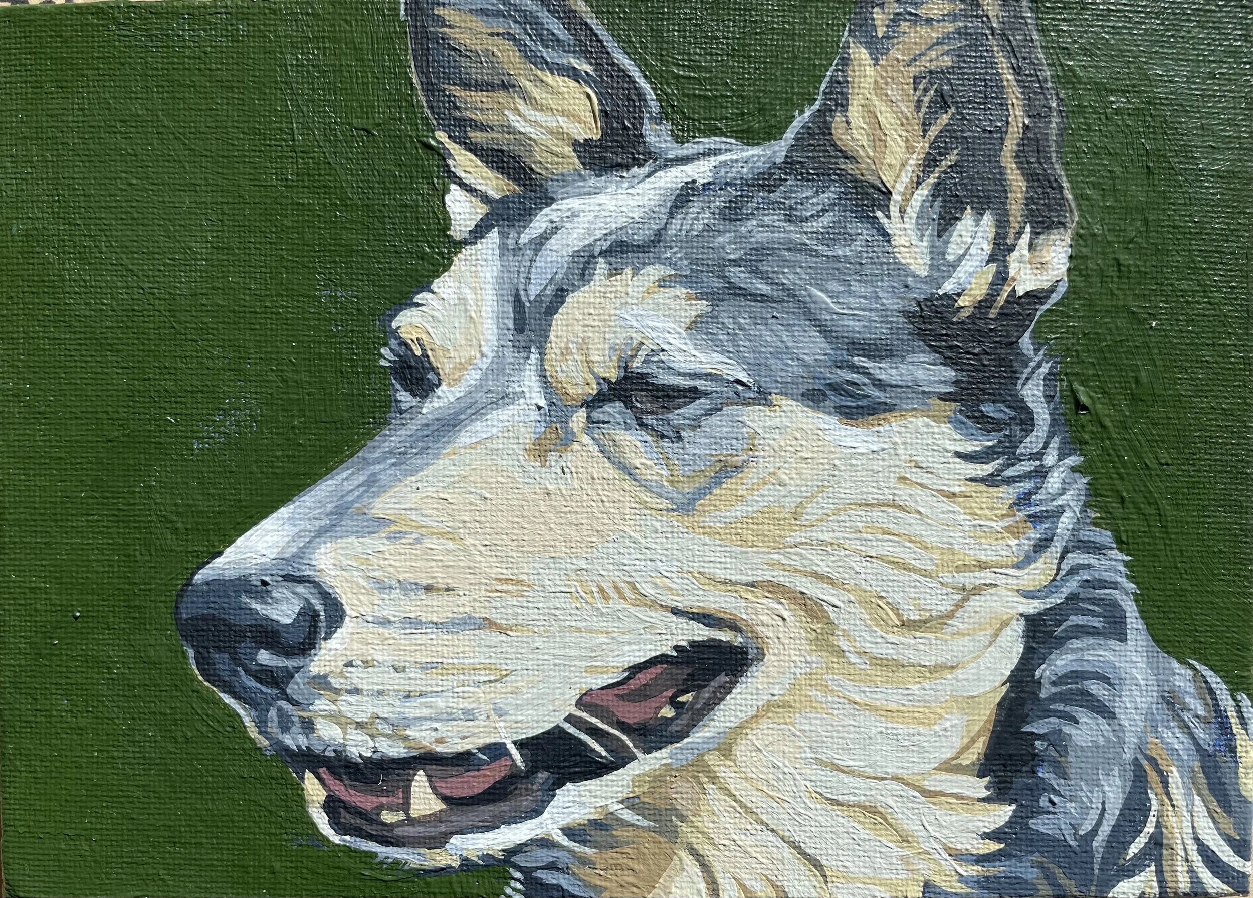 husky.jpg