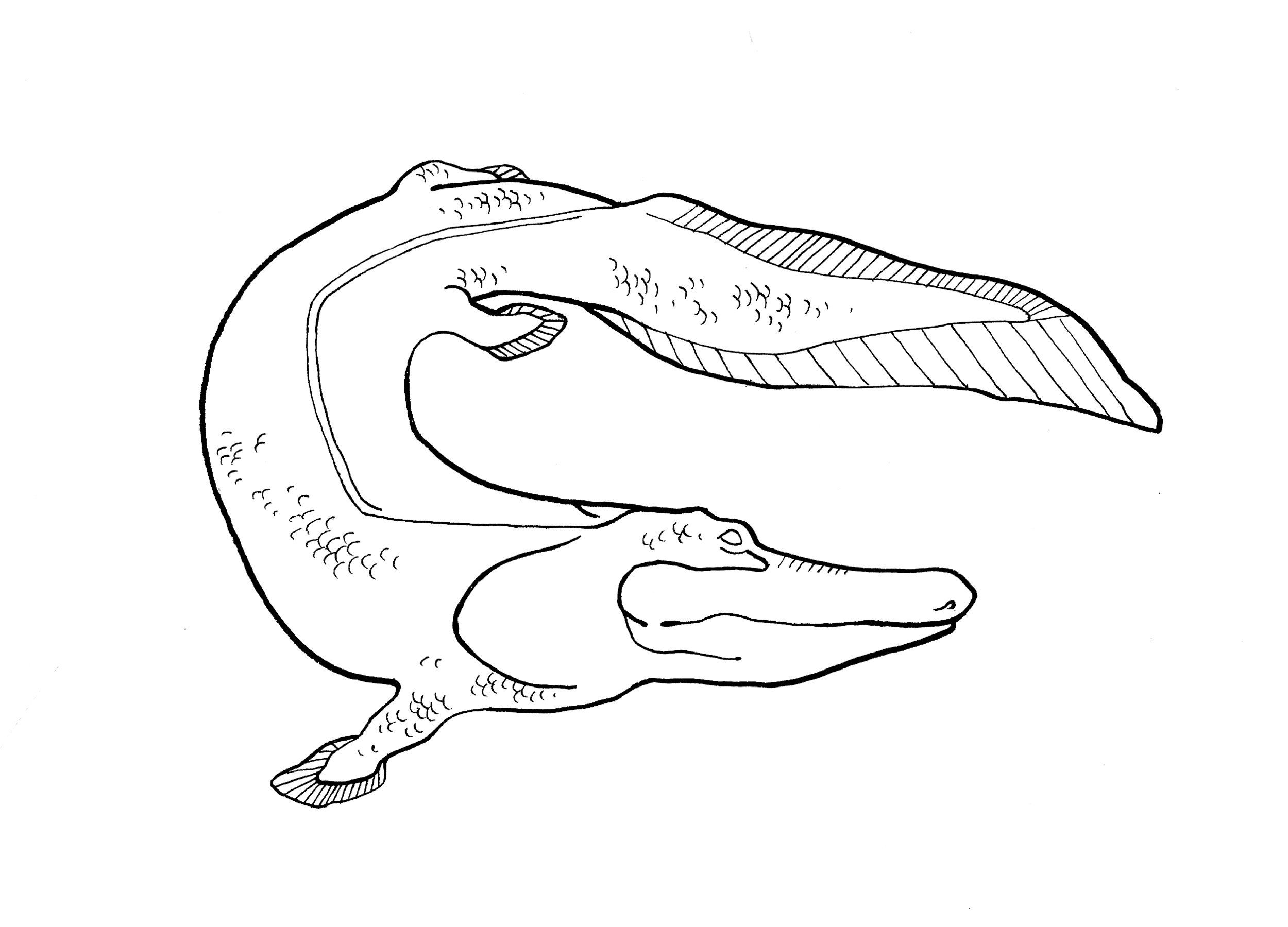 tiktaalik1.png