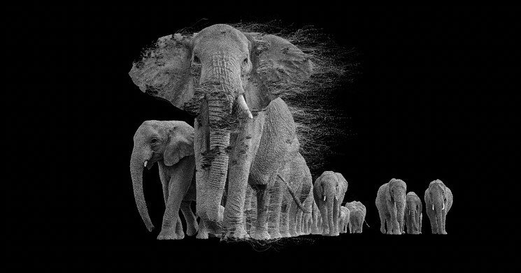 Work in progress&hellip; 📷🐘

Working with the artist bringing their photography alive with storytelling effects. Launching at the Saatchi Gallery next week. 

Keep an eye out 👀 for the final piece&hellip;