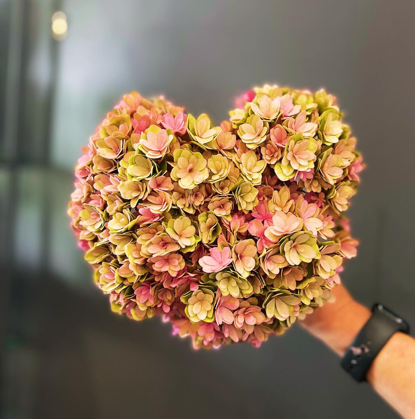 ❤️In the shape of a heart even the flowers know Valentine&rsquo;s Day is coming up ❤️

‼️Get your orders in soon‼️
.
.
.
#valantinesday #hydrangeas #love #loveintheair #flowersbykathleenkelly #smallbusiness #floweshop #flowers #shoplocal #shoplocaldi