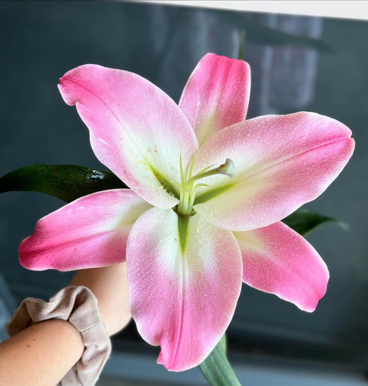 Oriental Lily VS Rose Lily
Tell us your favourite !

.
.
.
#liliesflowers #pinkflowers #pinklily #roselily #oriental #orientallily #chooseyourfav #smallbusiness #flowersbykathleenkelly #flowersbykk