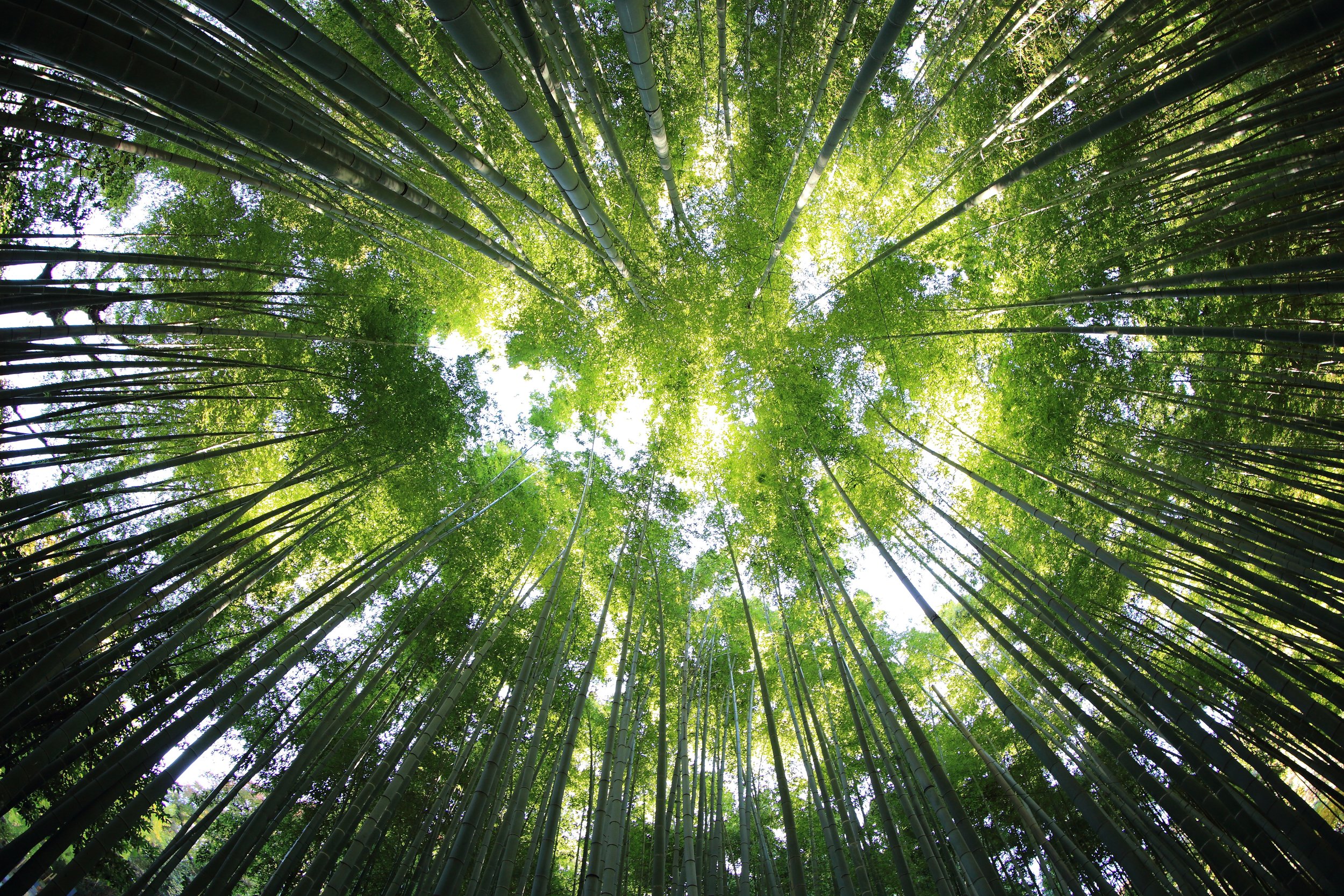 Future of Woods and Forests