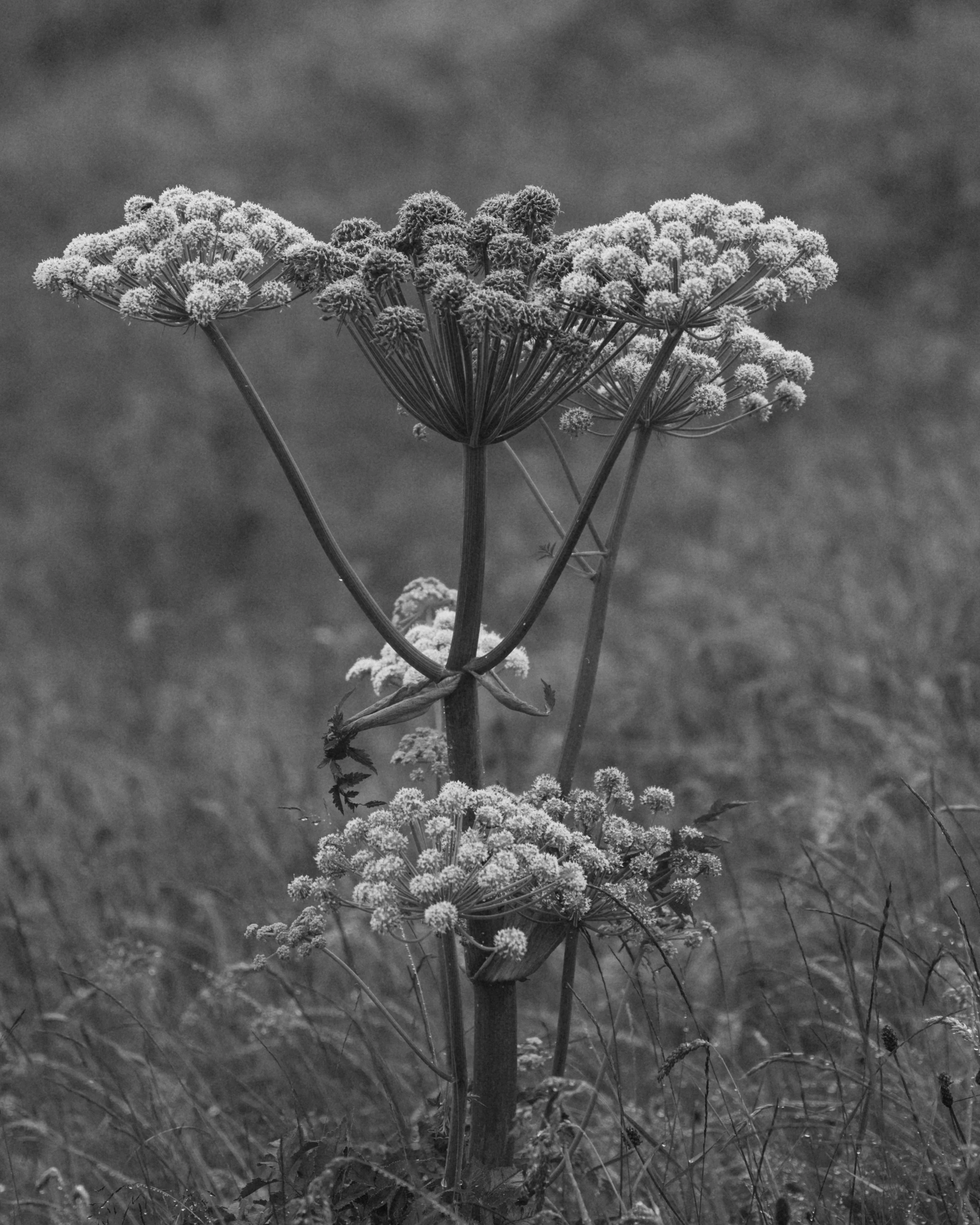 Joanna-Eliza-Iceland-08.JPG