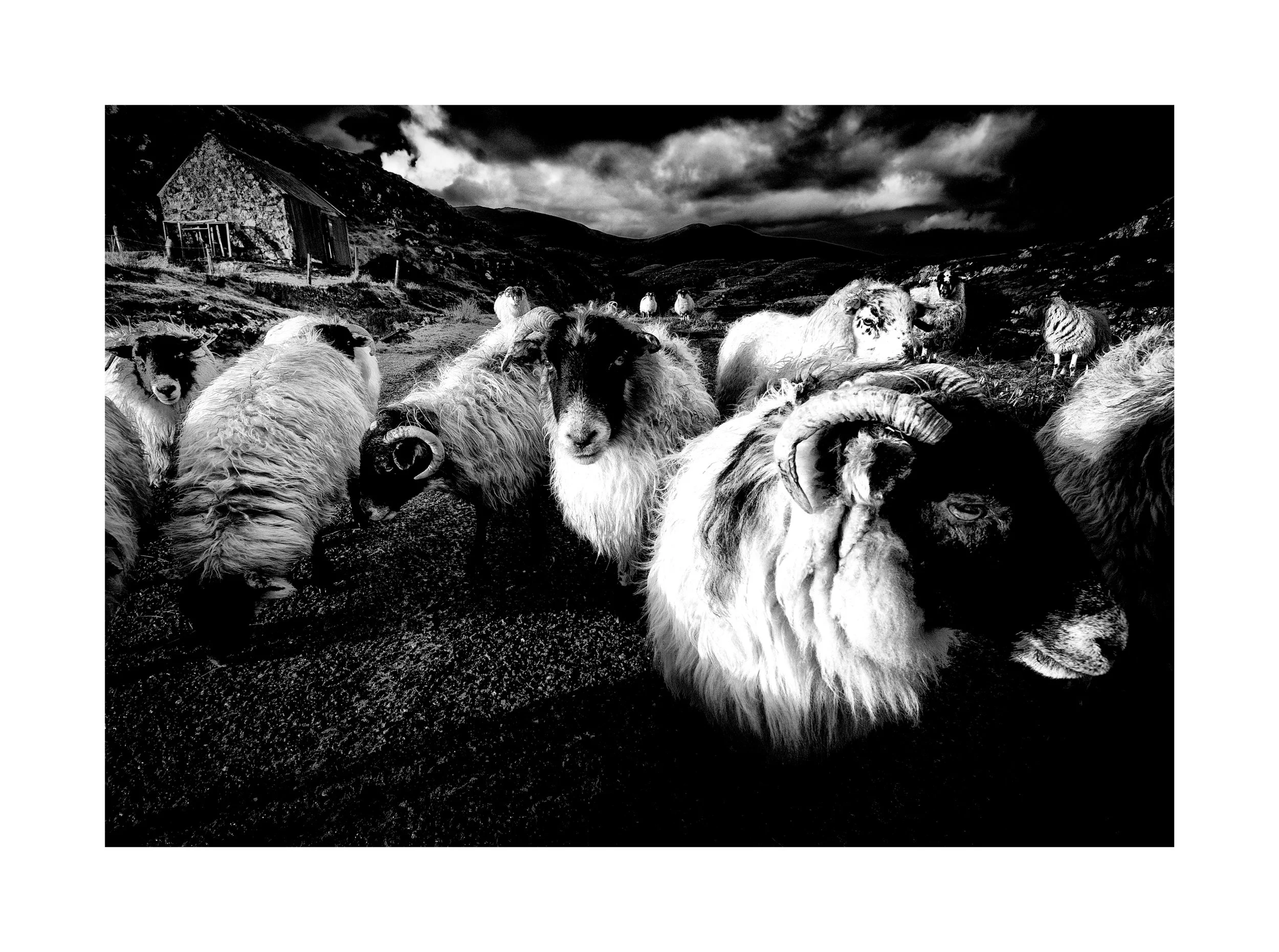 Borsham Sheep