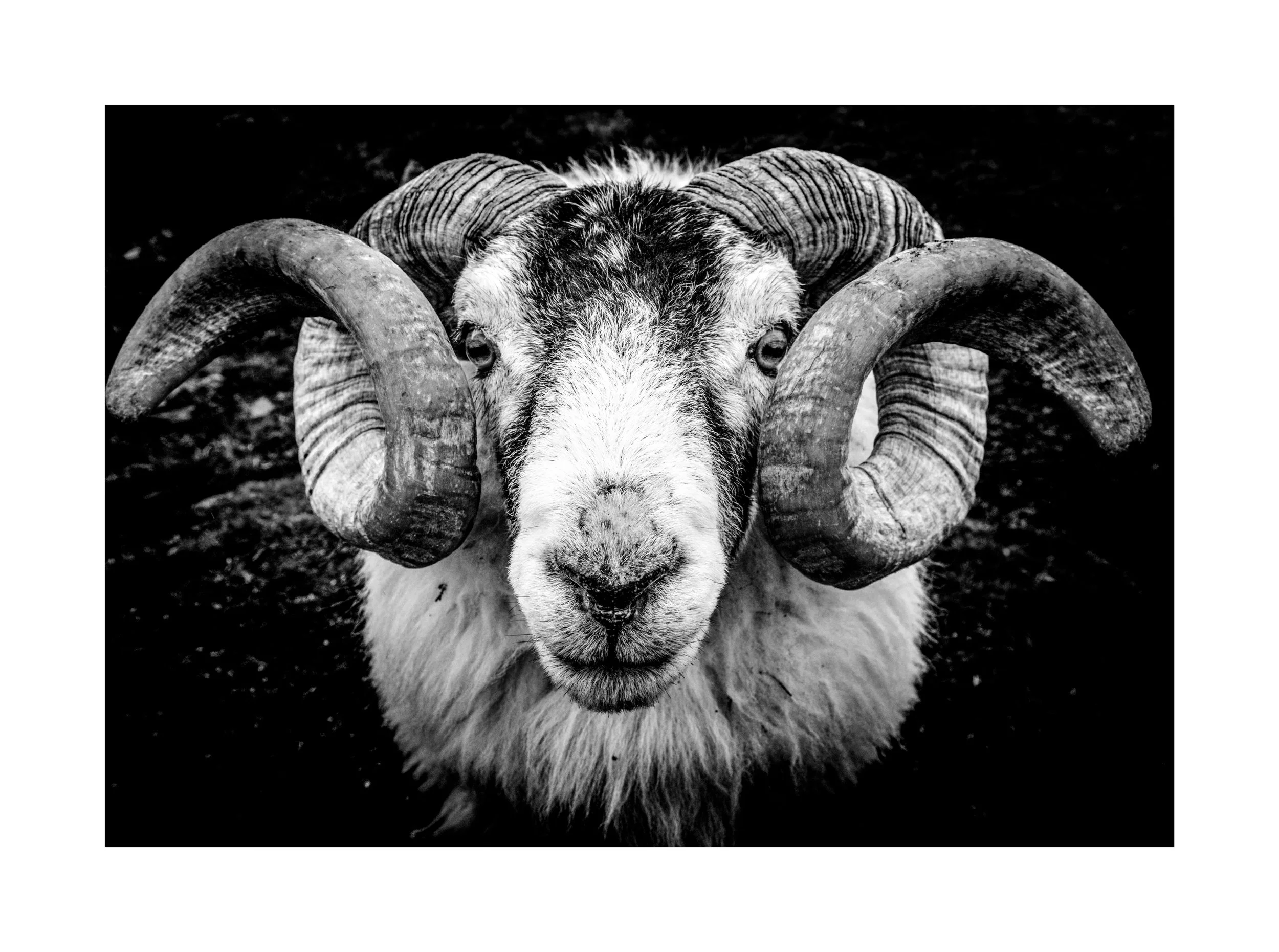 Tup