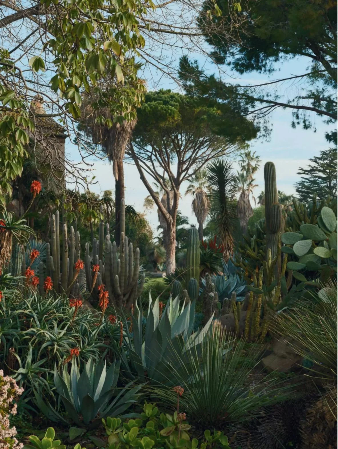Lush desert garden with cacti, succulents, and tall trees under a blue sky.