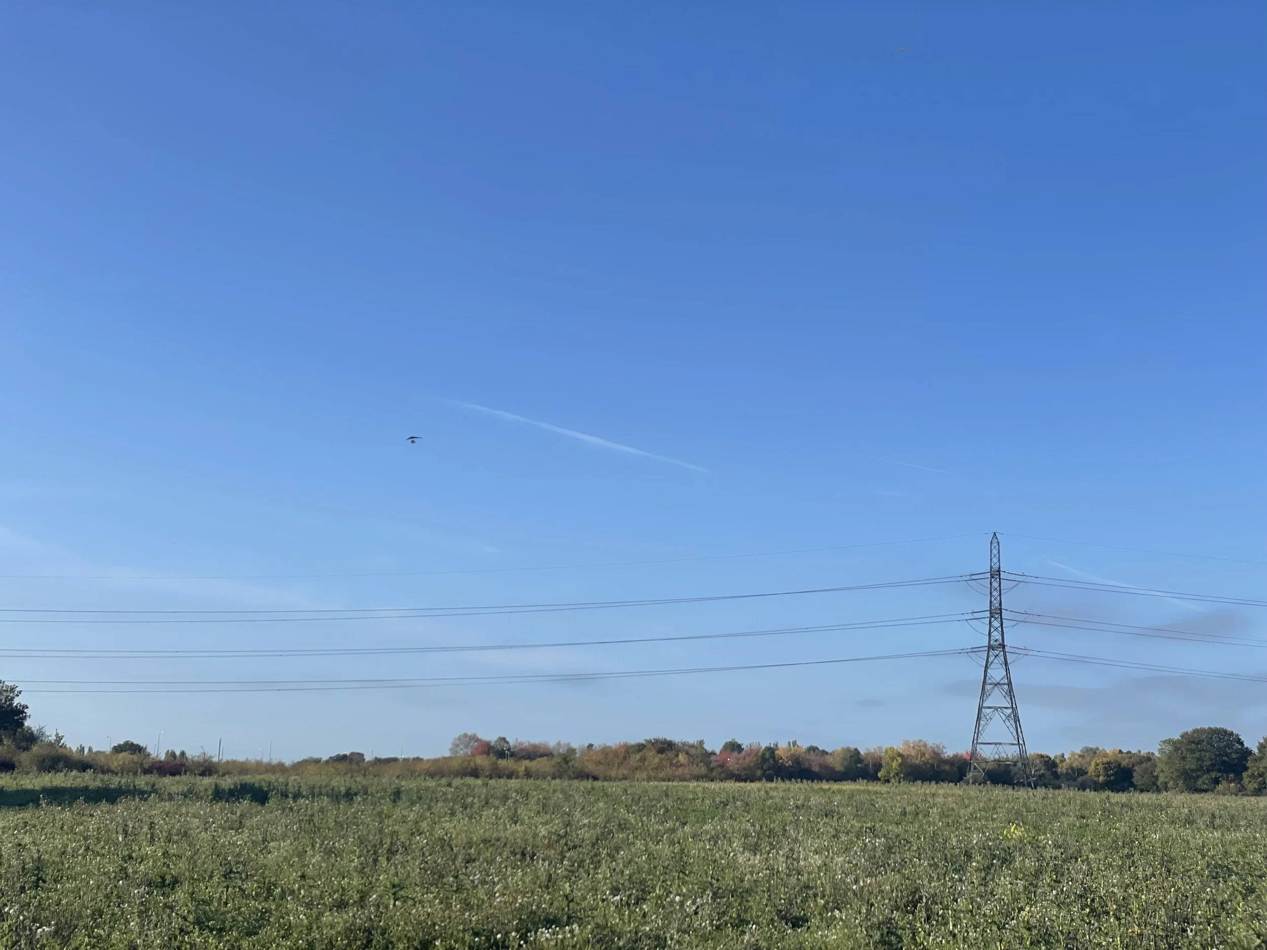 Open green field with trees and bushes in the background, a clear blue sky, power lines, and a tall electricity pylon.