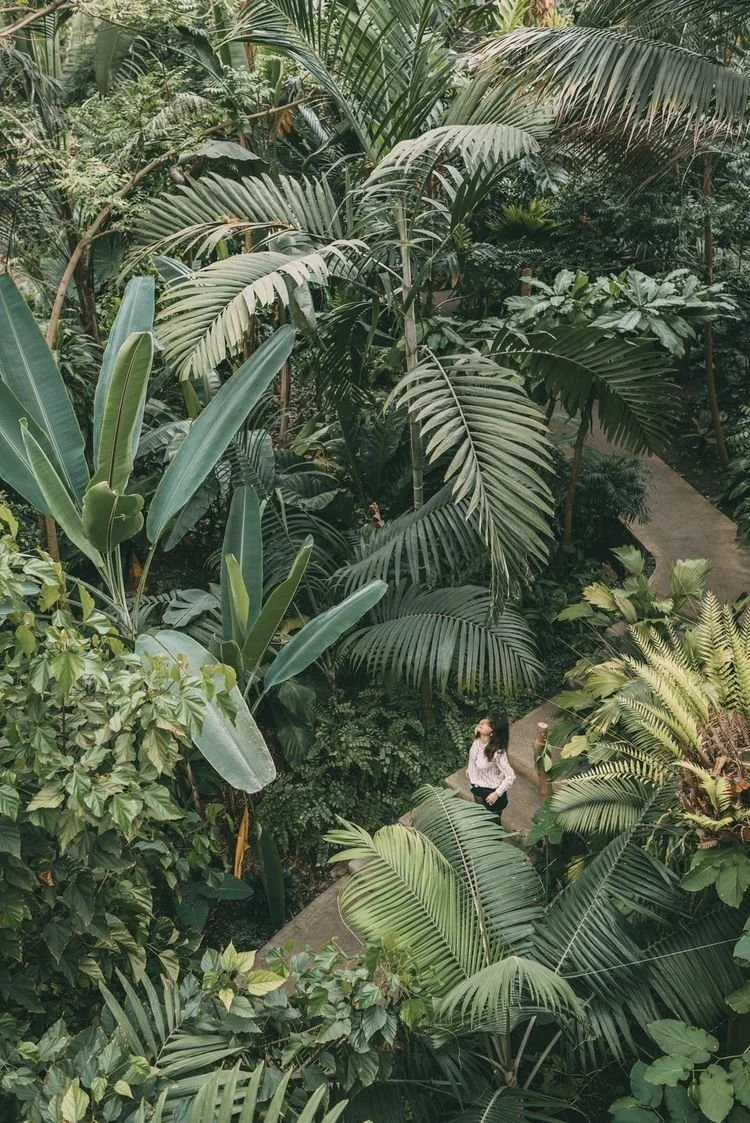 A woman walking on a narrow path through a lush indoor tropical garden with tall green palm and broad-leafed plants.