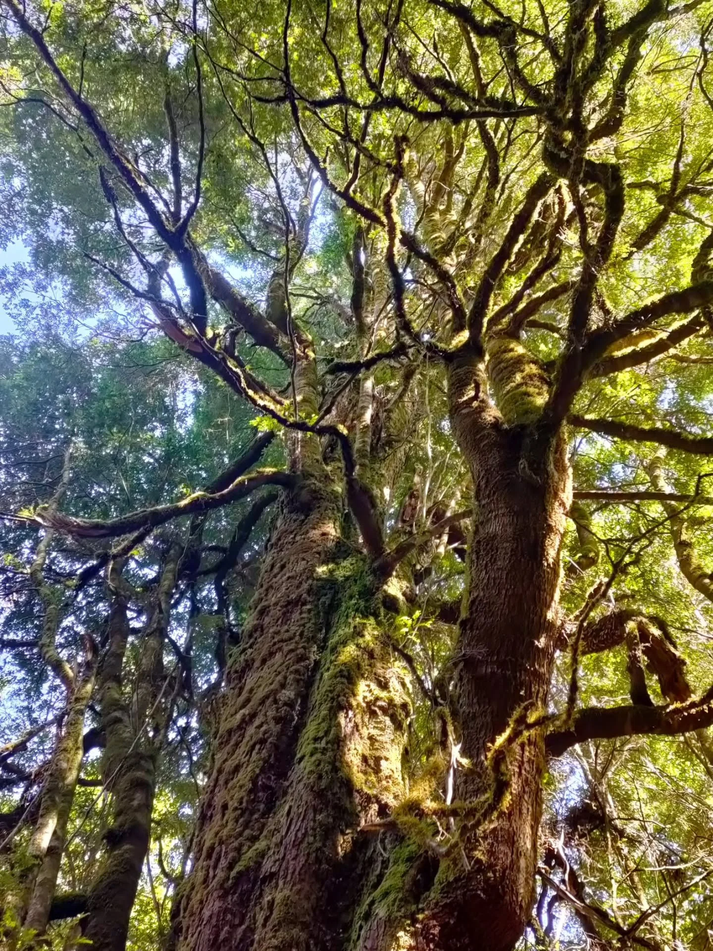 Takayna Trail album 💚 This was my third time back at the beautiful Takayna event and my first time at the start line of the ultra. It's a pretty unique, community centred weekend with all the runners and volunteers camping together, eating together 