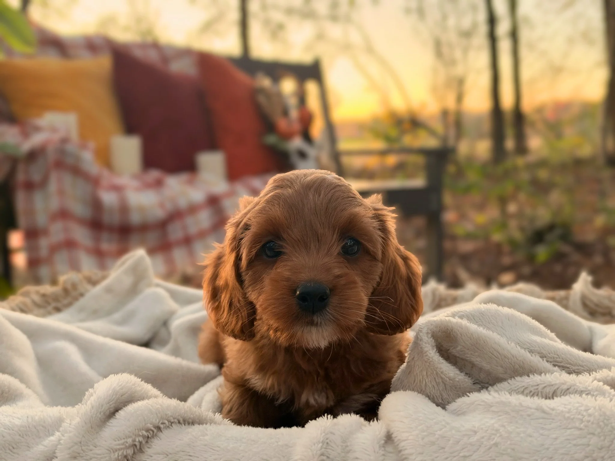 Tessa ( $1,350 )