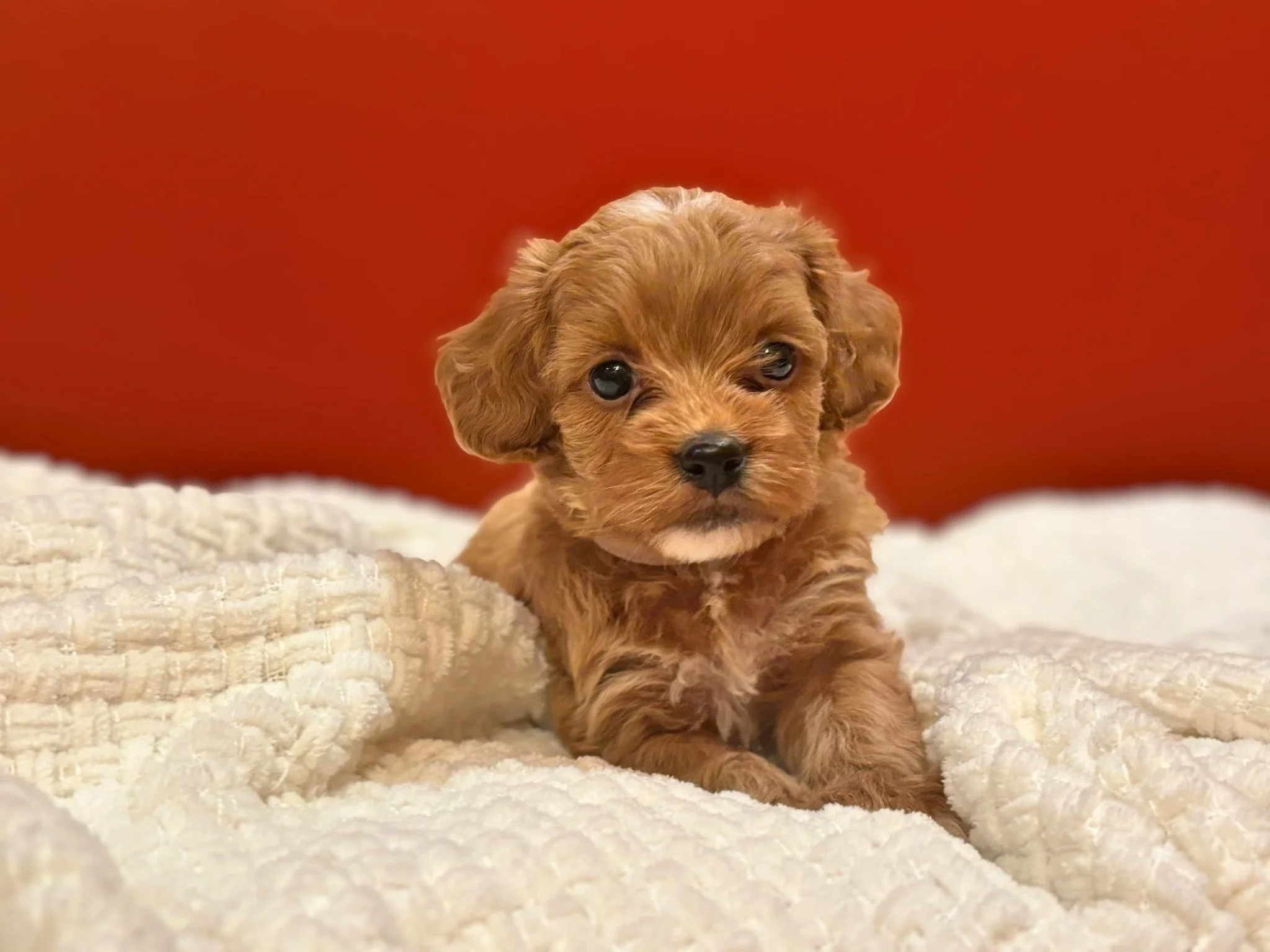 Louie1Red.jpg