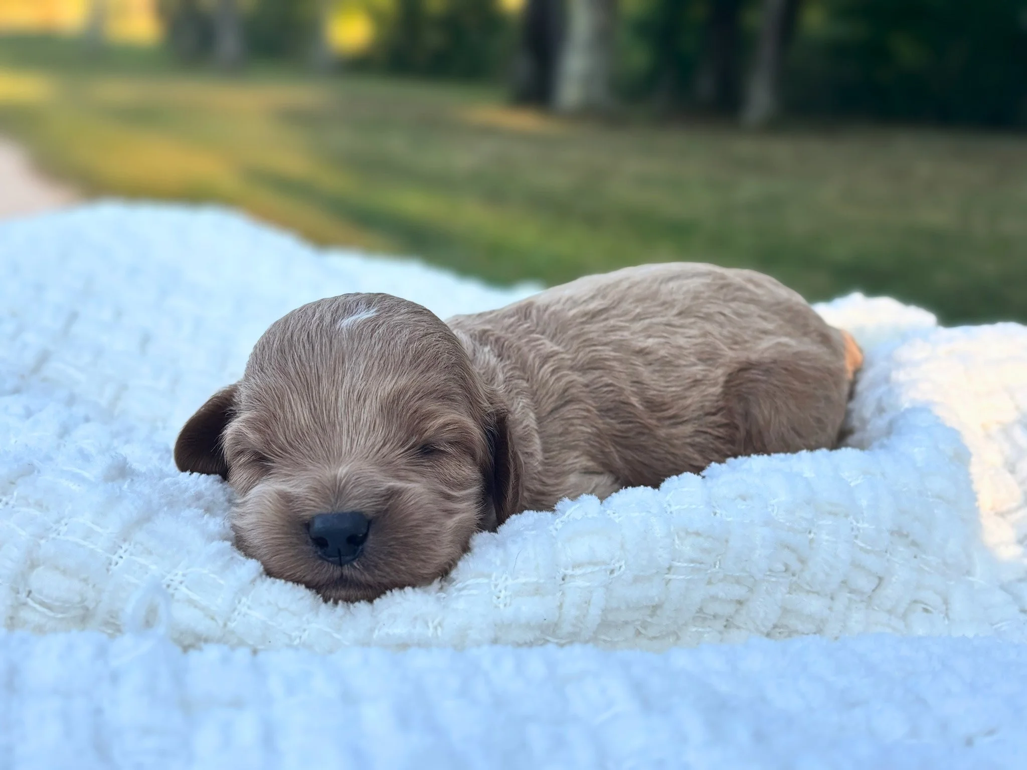 Lewis ( $1,300 )