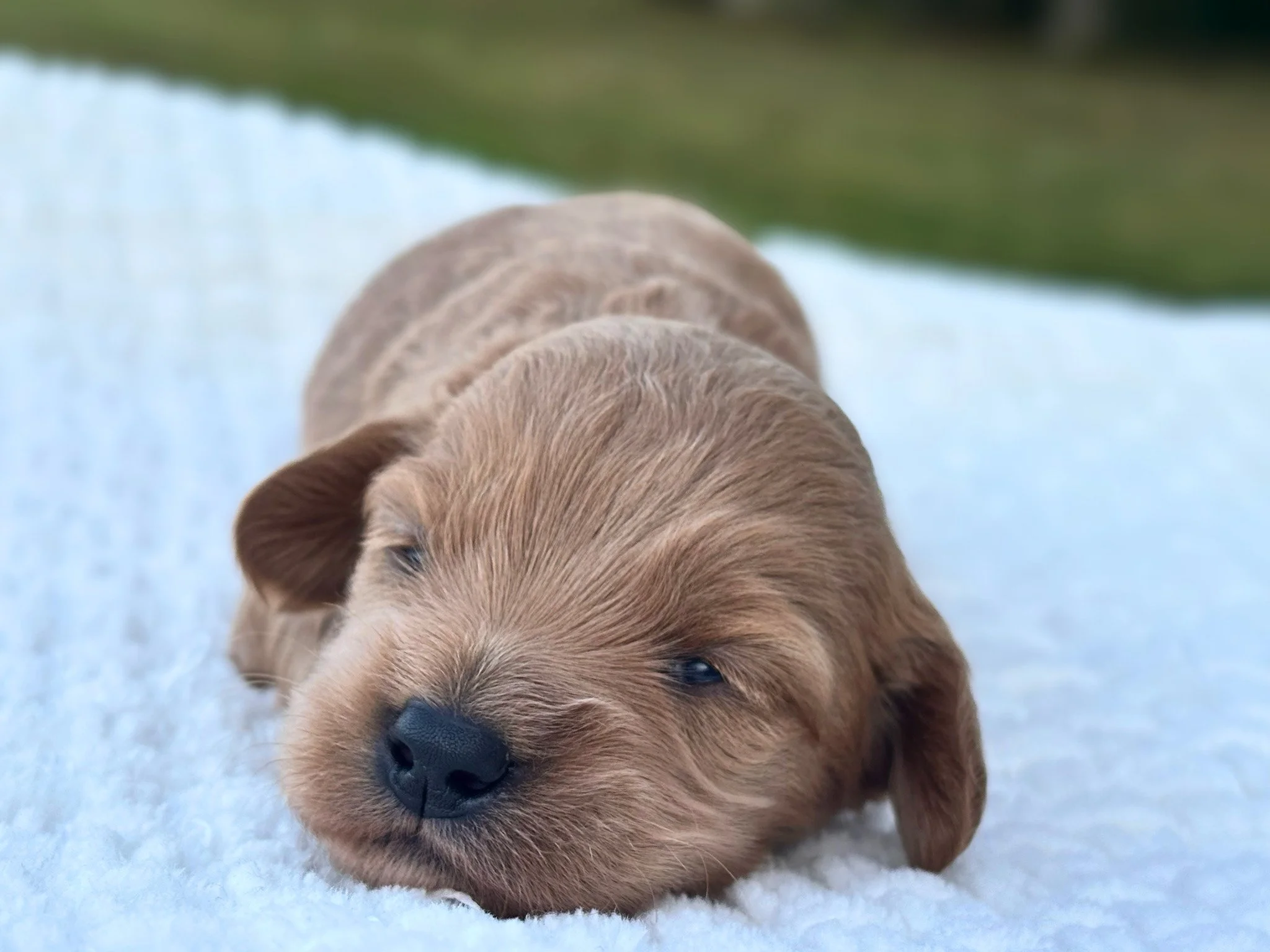 Benny ( $1,300 )