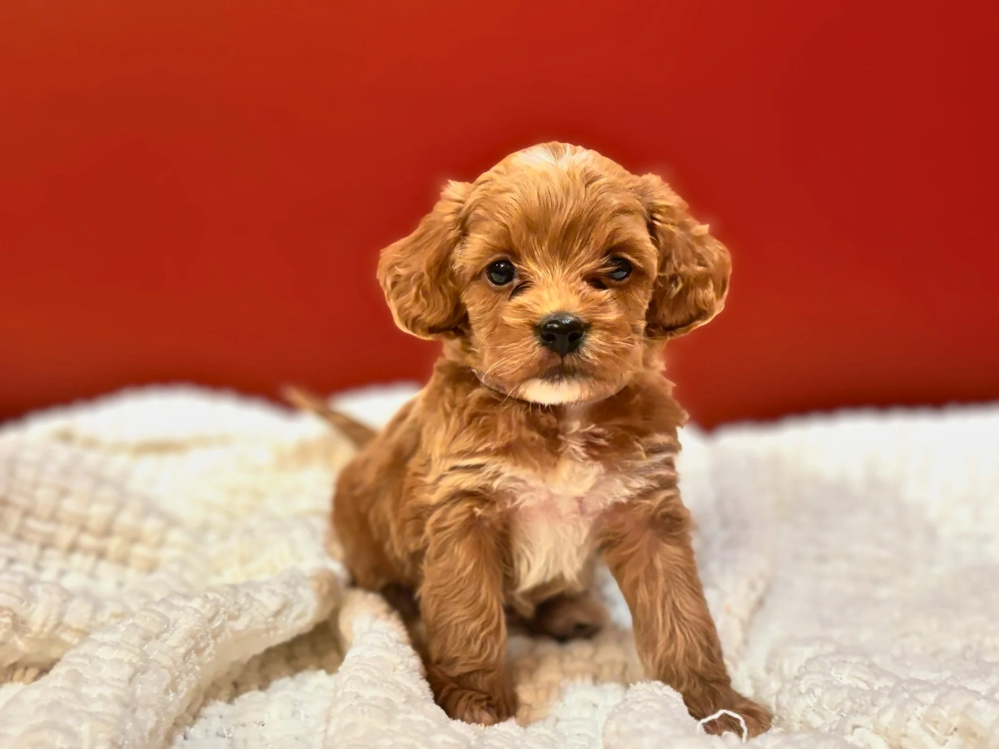 Louie ( $1,350 )