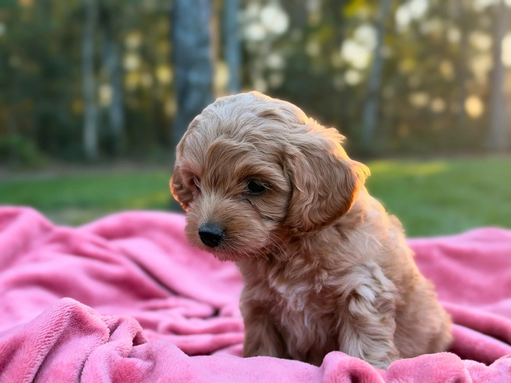 BennyGoldsunset2.jpg