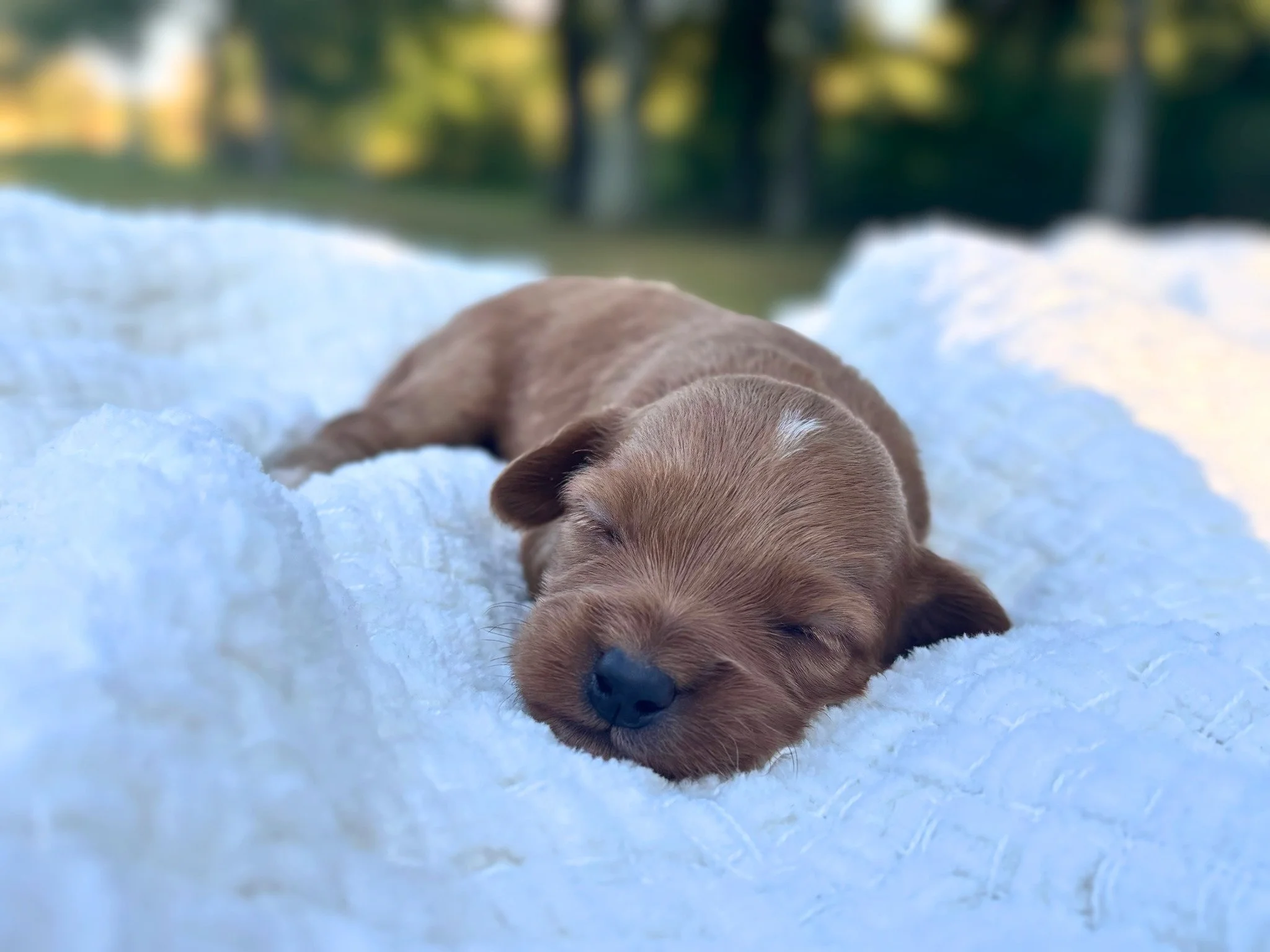 Tessa ( $1,450 )