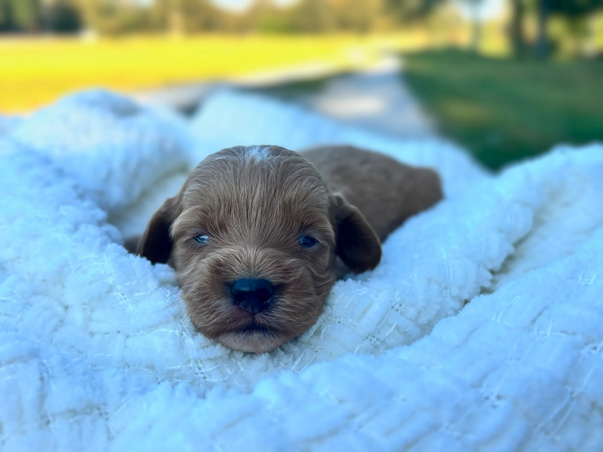 Louie ( $1,350 )