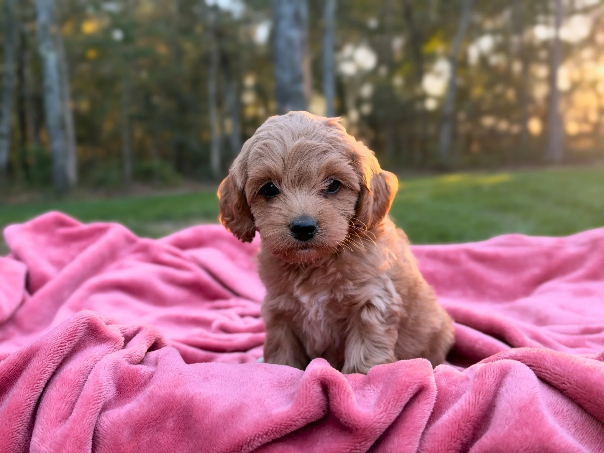 BennyGoldsunset1.jpg
