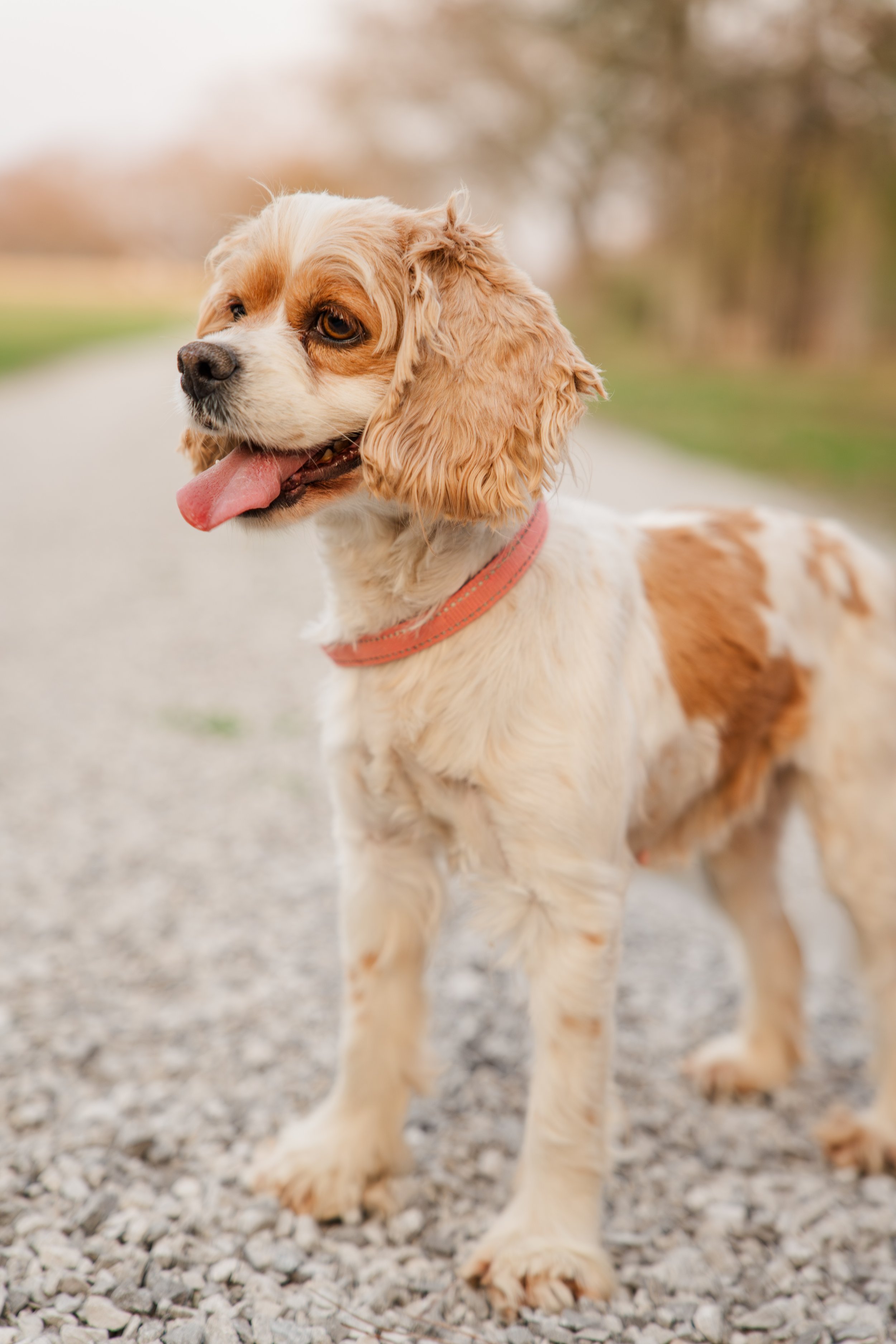 Icute_Puppies_20.jpg