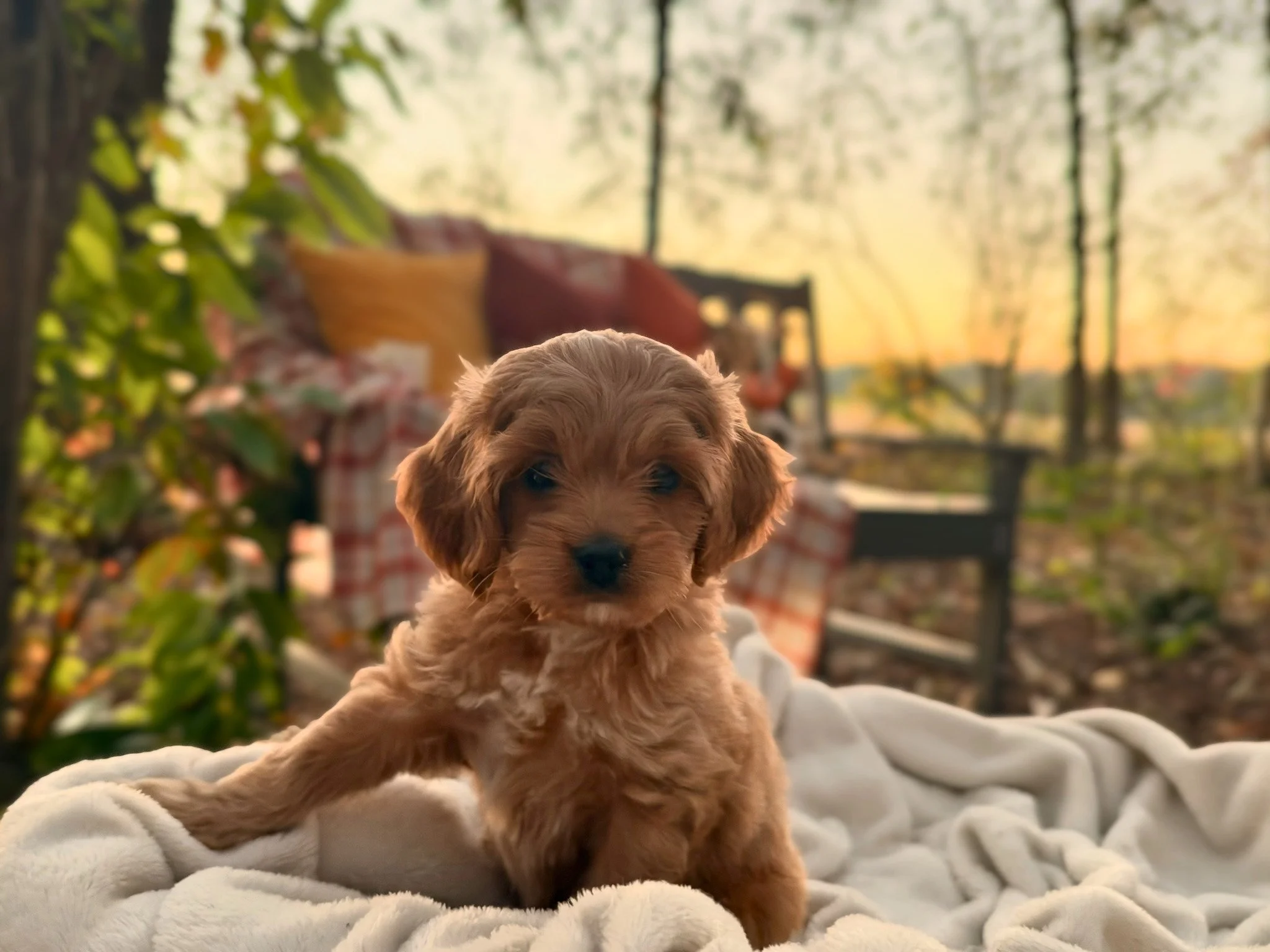 Lillian ( $1,250 )