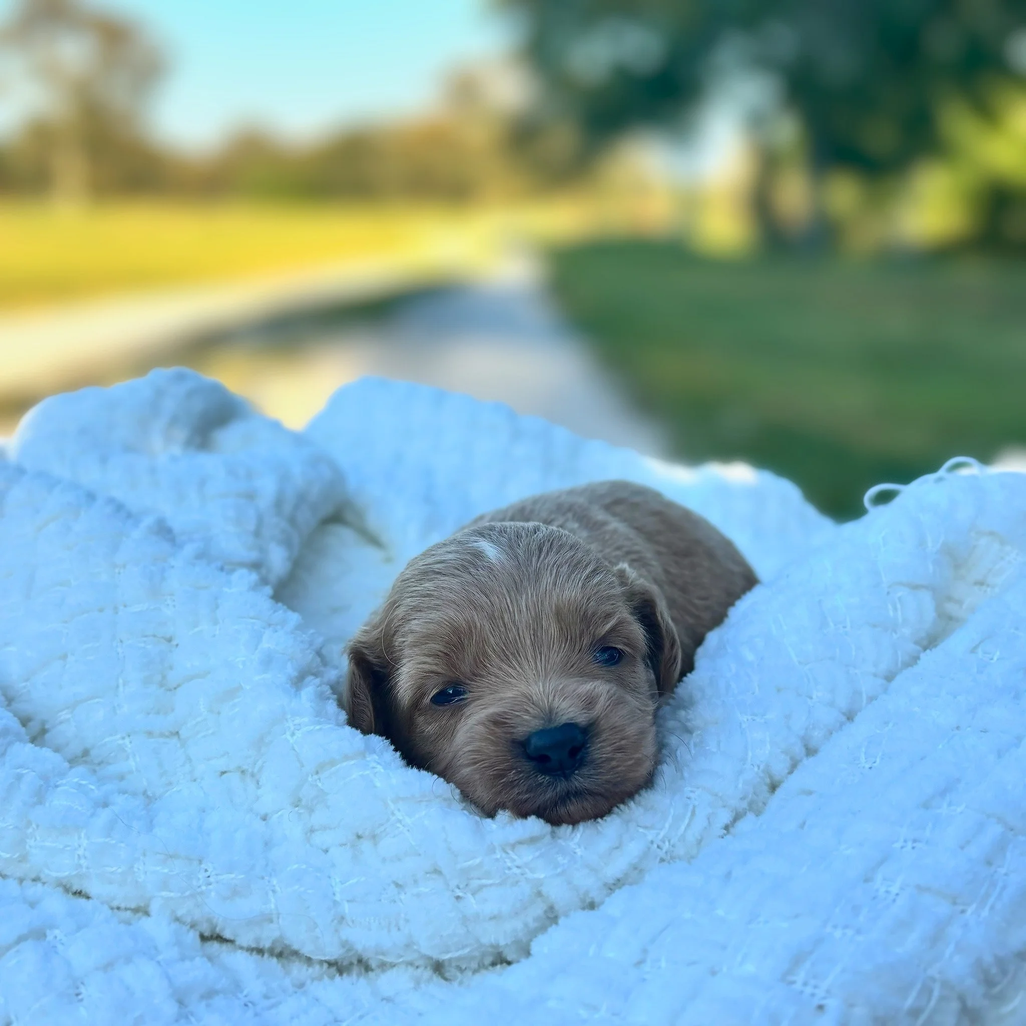 Lillian ( $1,350 )