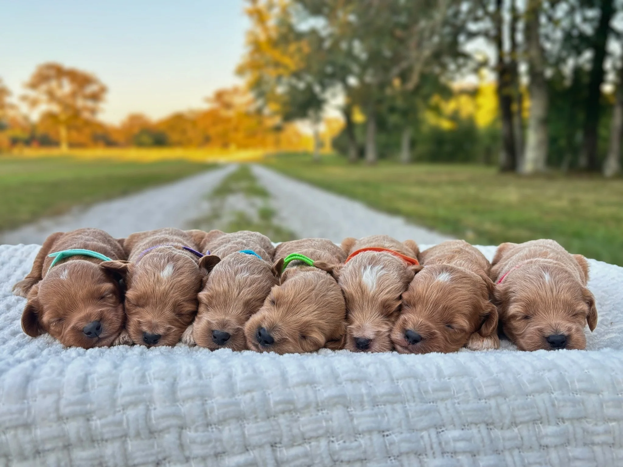 AllpuppiesofPrincess.jpg