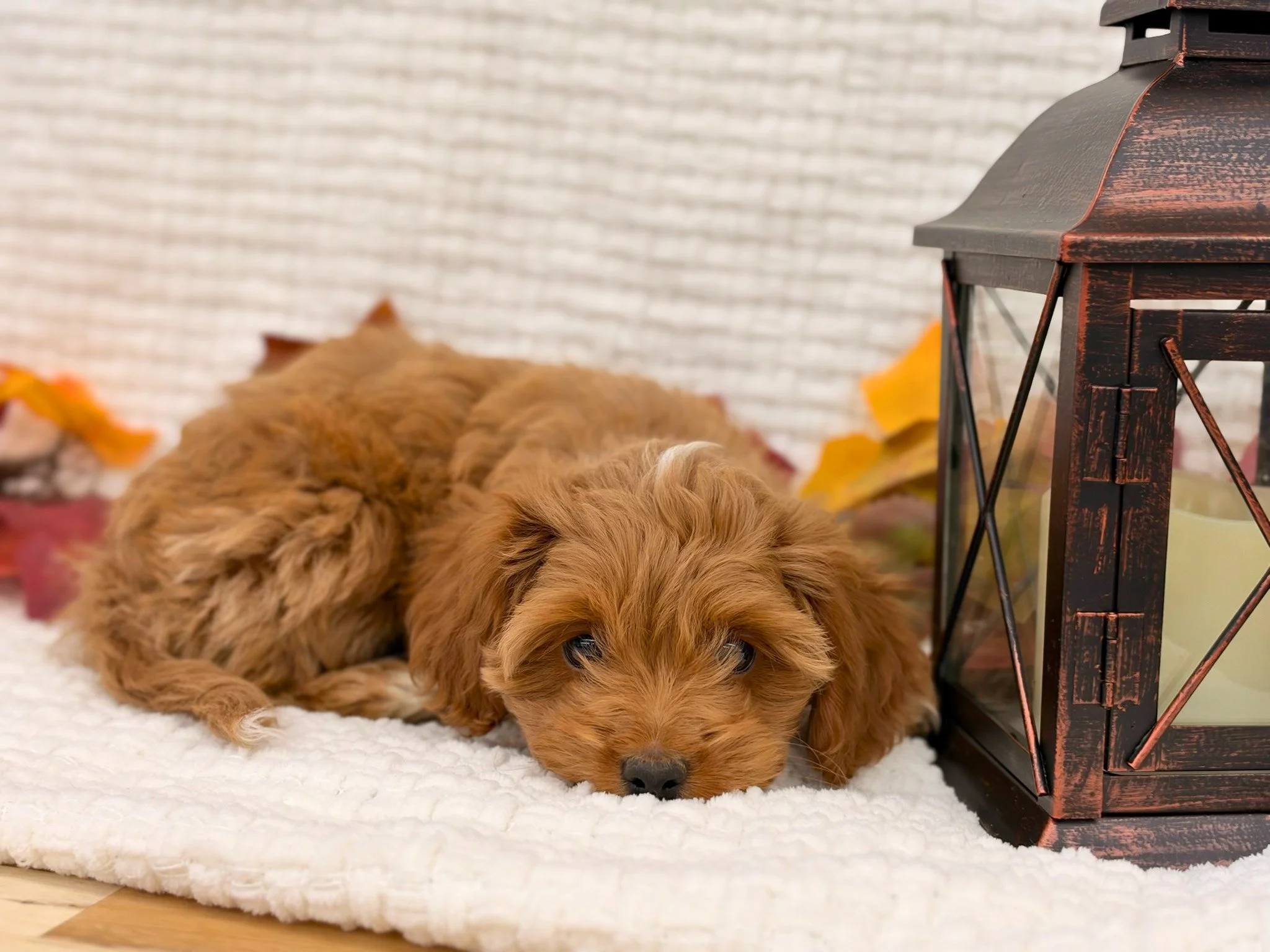 Evie1Lantern.jpg