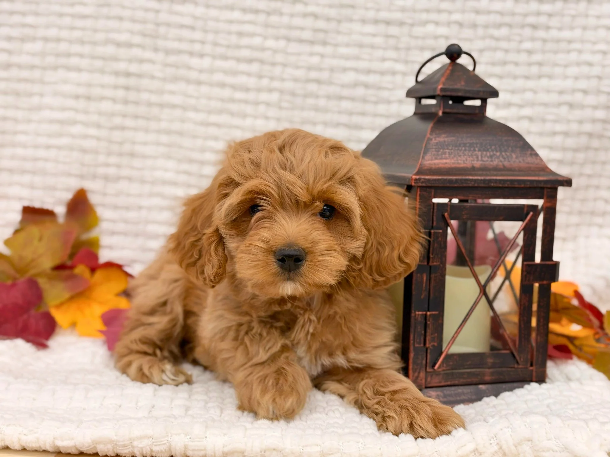 Benny ( $1,200 )