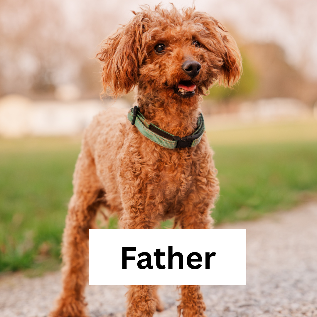 Teddy_Father.png (Copy) (Copy)