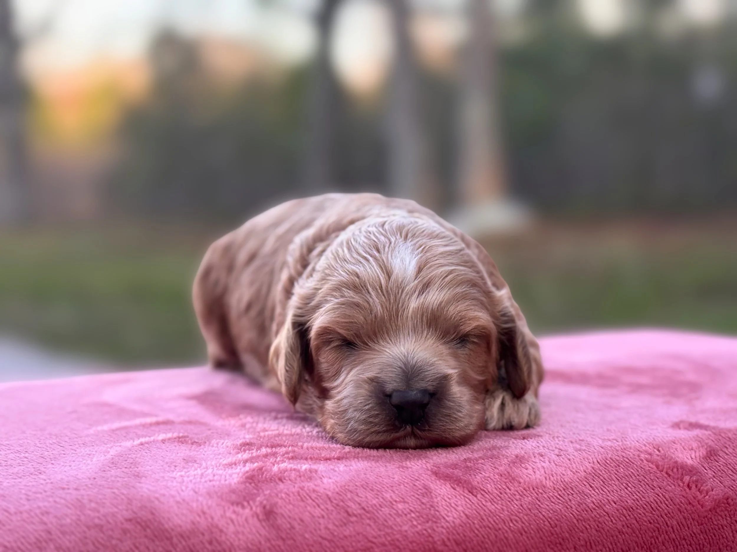 Sebastian ( Seb ) ( $1,250)