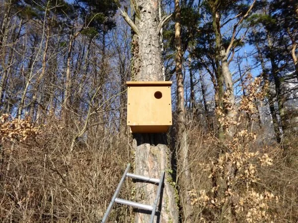 Parrainer la pose de nichoirs