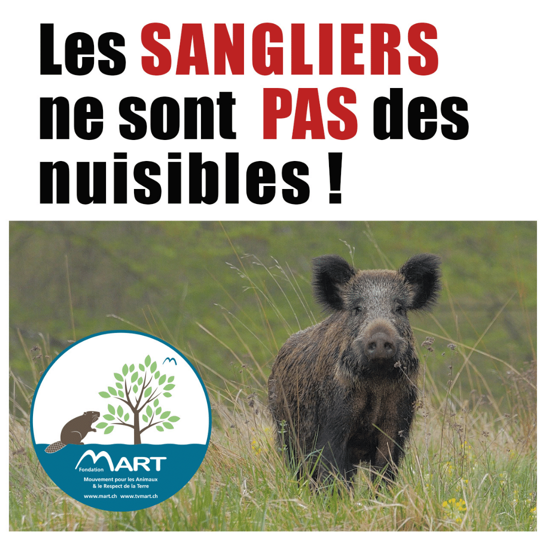 Sangliers pas nuisibles.png