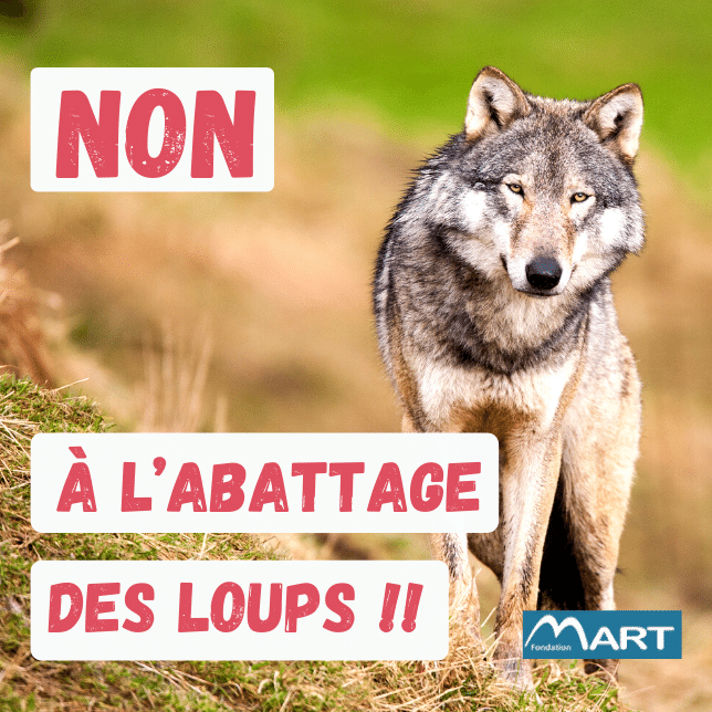 STICKER LOUPS ABATTAGE (1).png