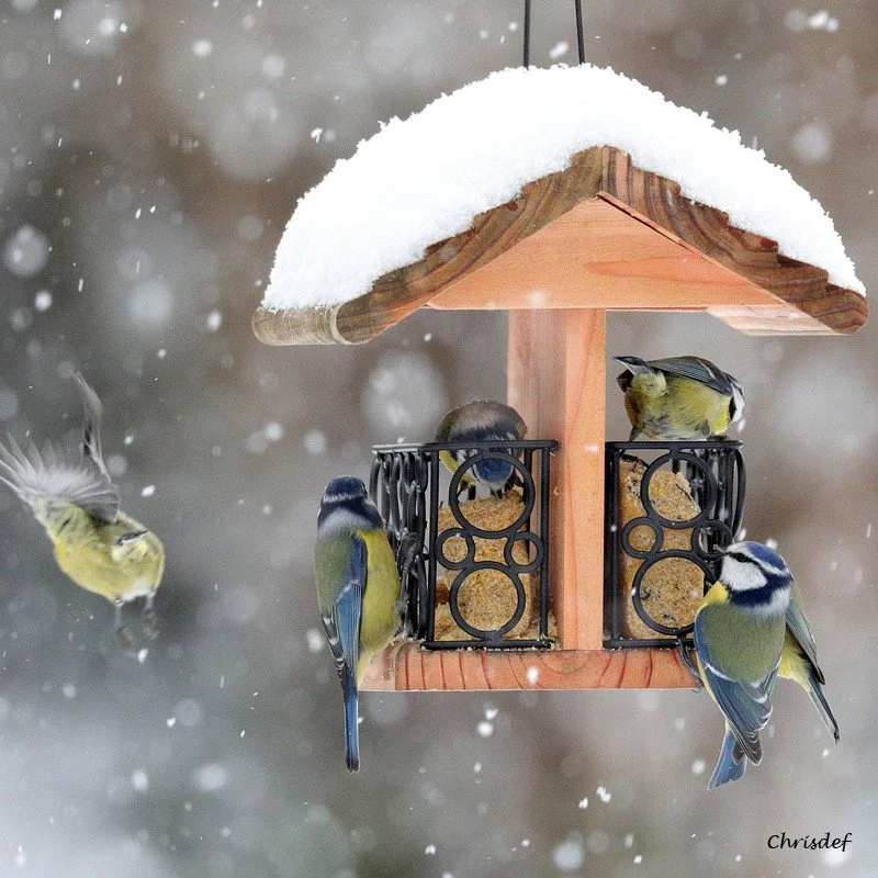 blocs-de-graisse-cacahuetes-graines (4).jpg